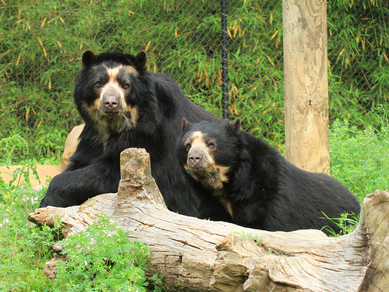 Andean bears