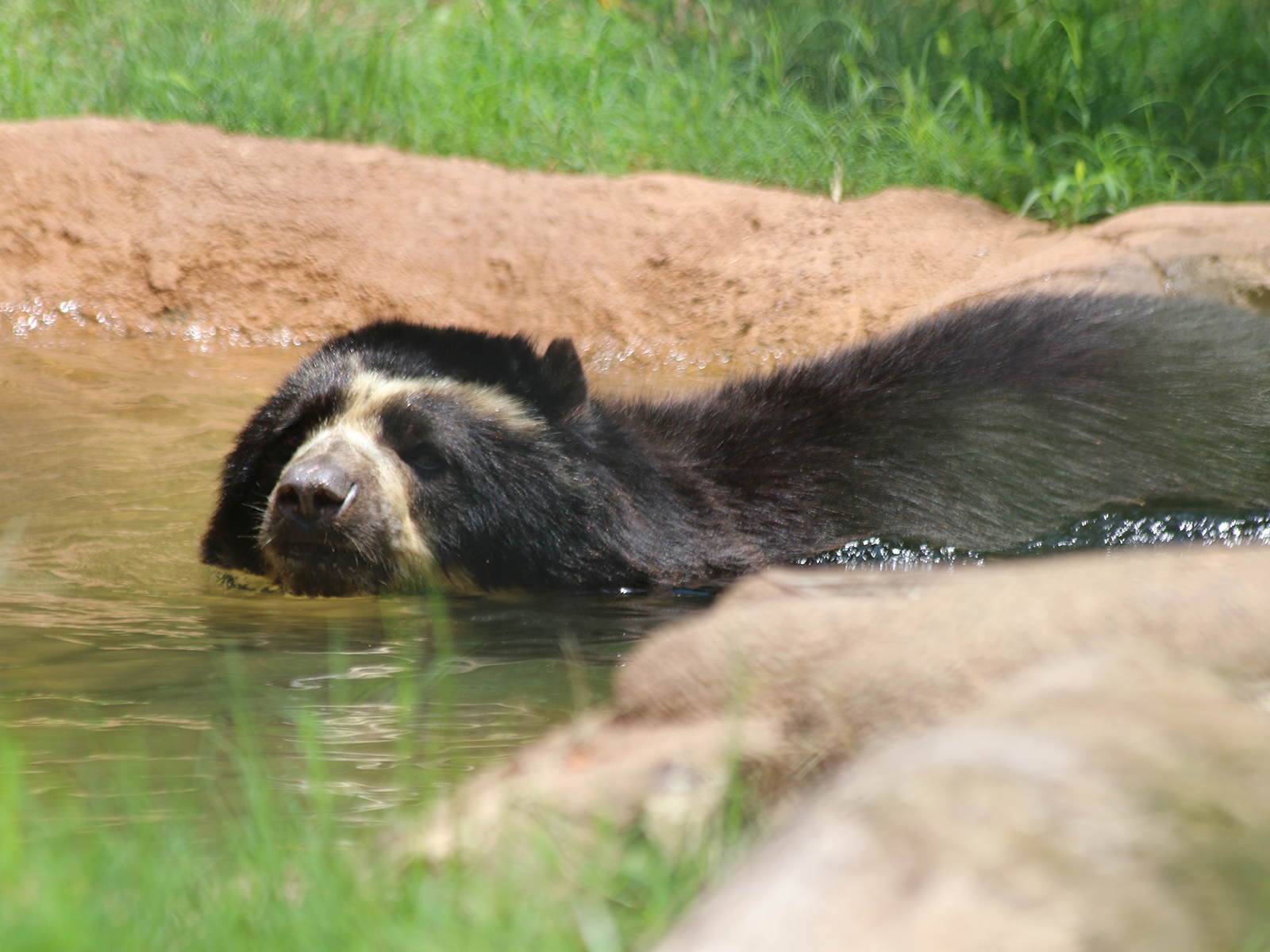 Andean bear in pool