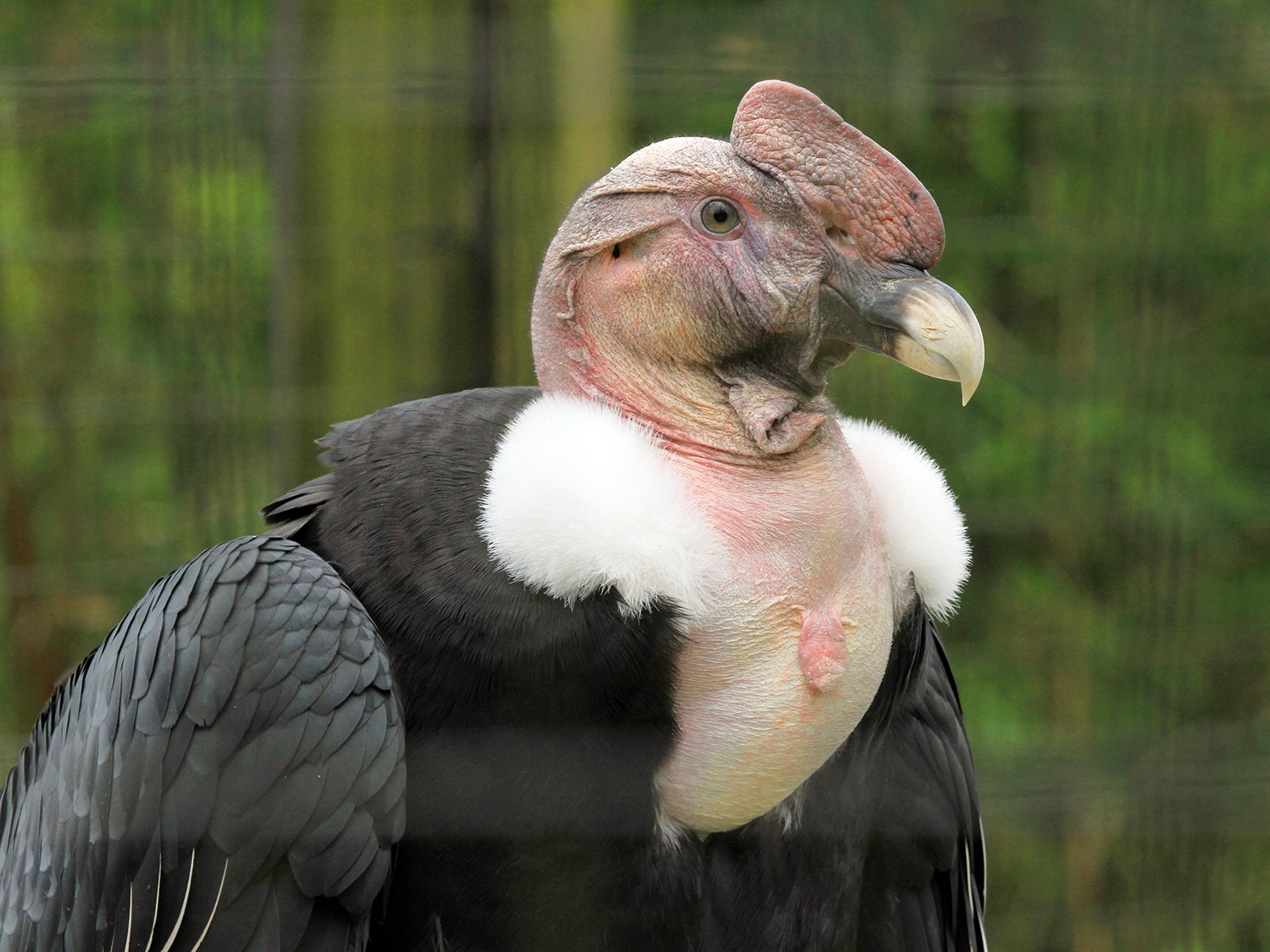 Andean Condor