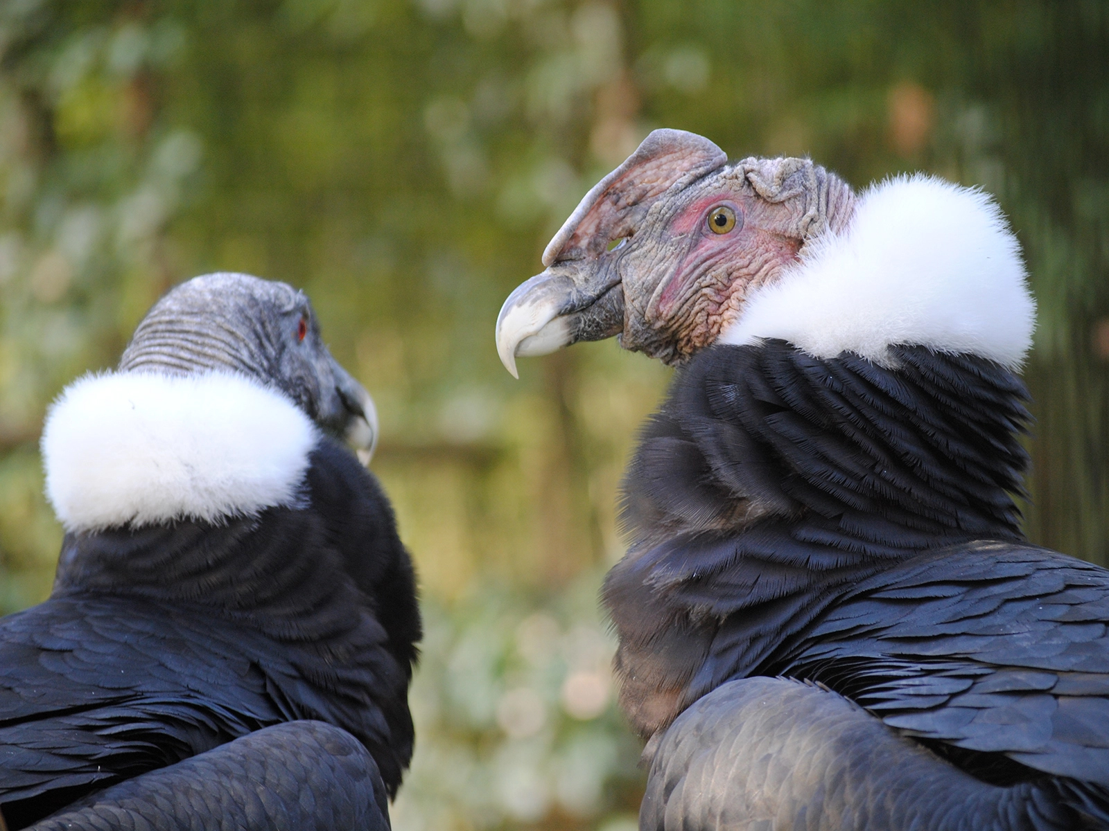 Andean condor