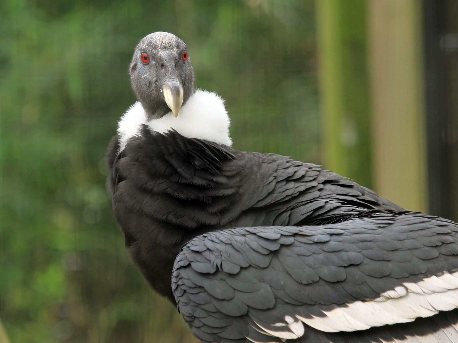 female Andean condor