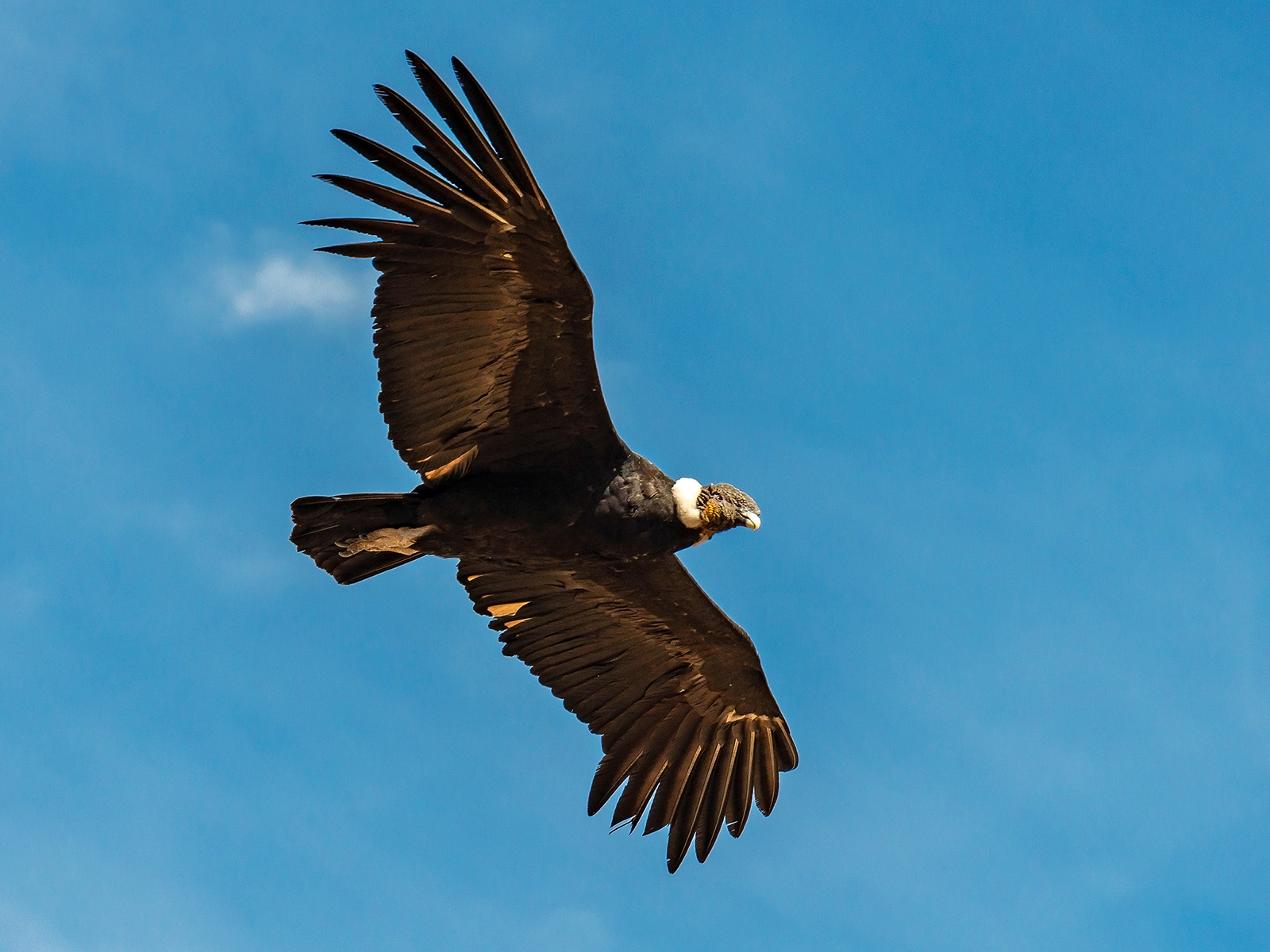 Andean condor in flight