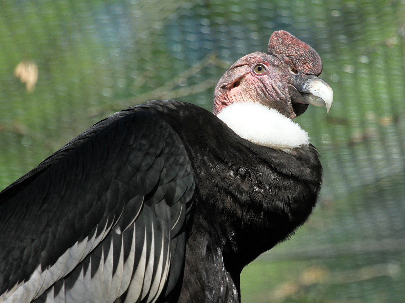 Andean condor