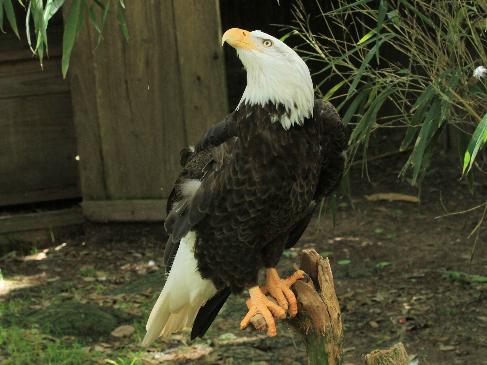 Bald Eagle