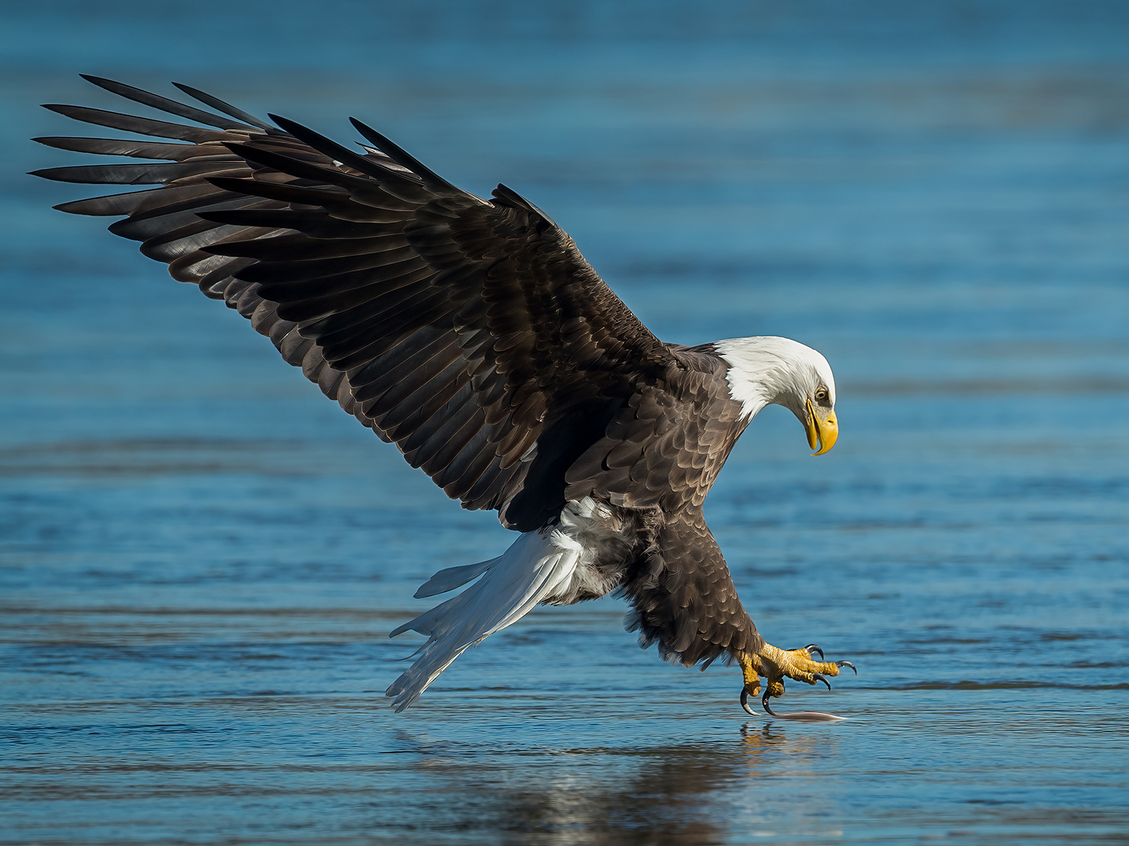 bald eagle fishing