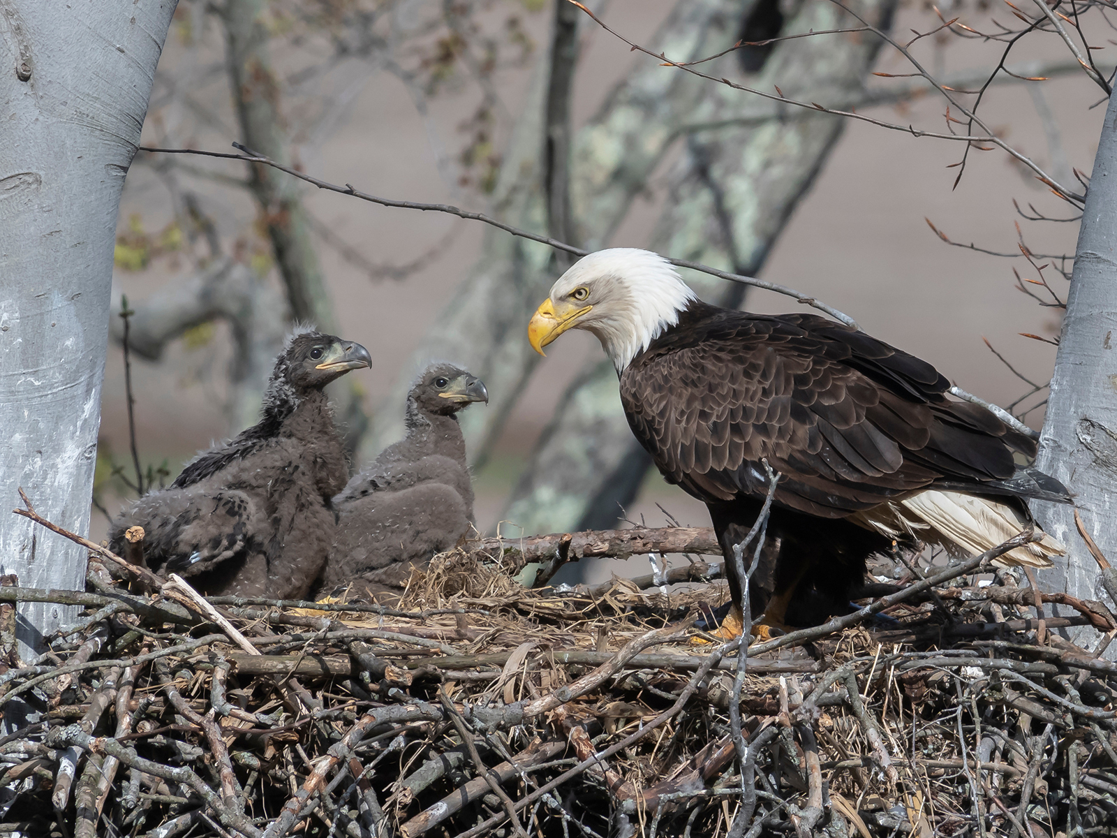 bald eagles in nest