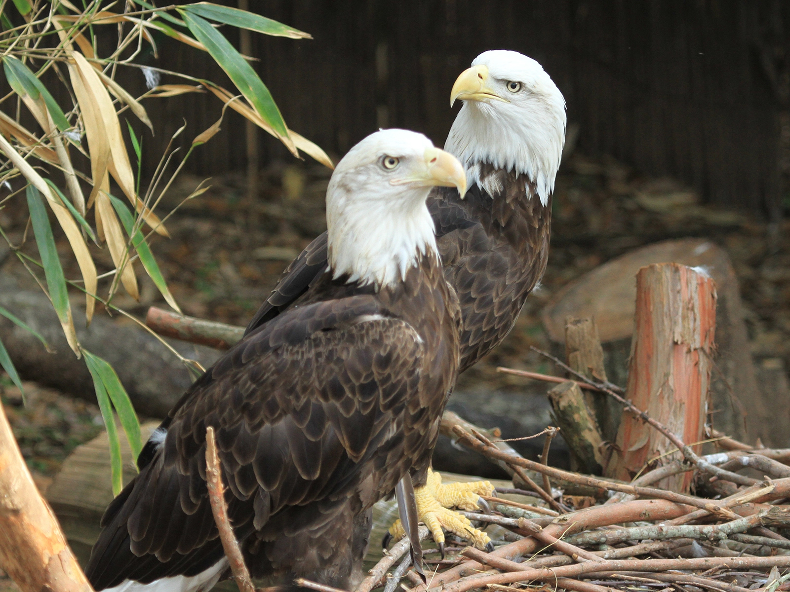 bald eagles