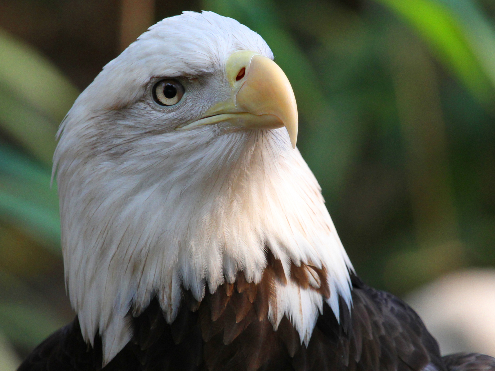 bald eagle