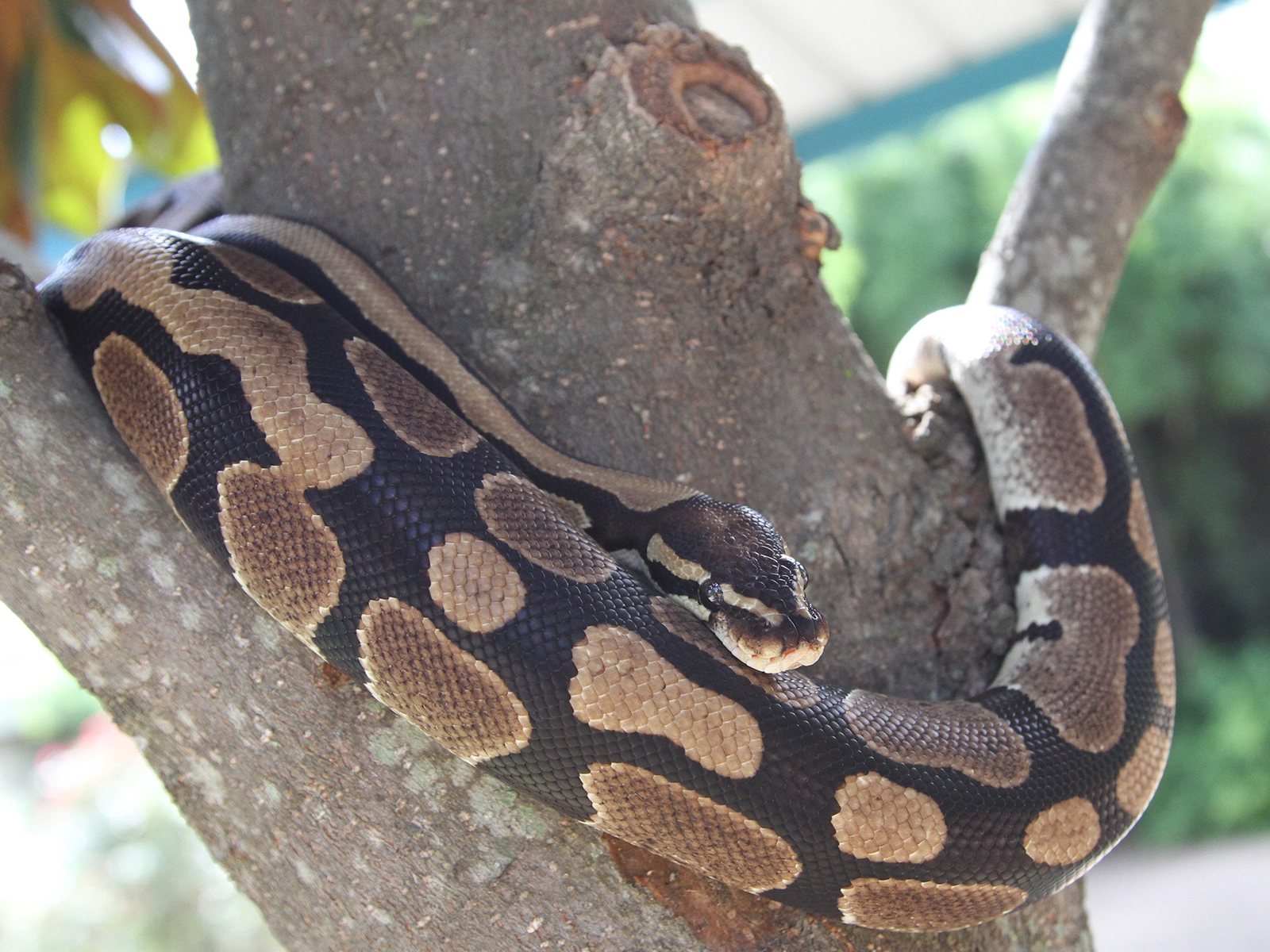 Ball Python