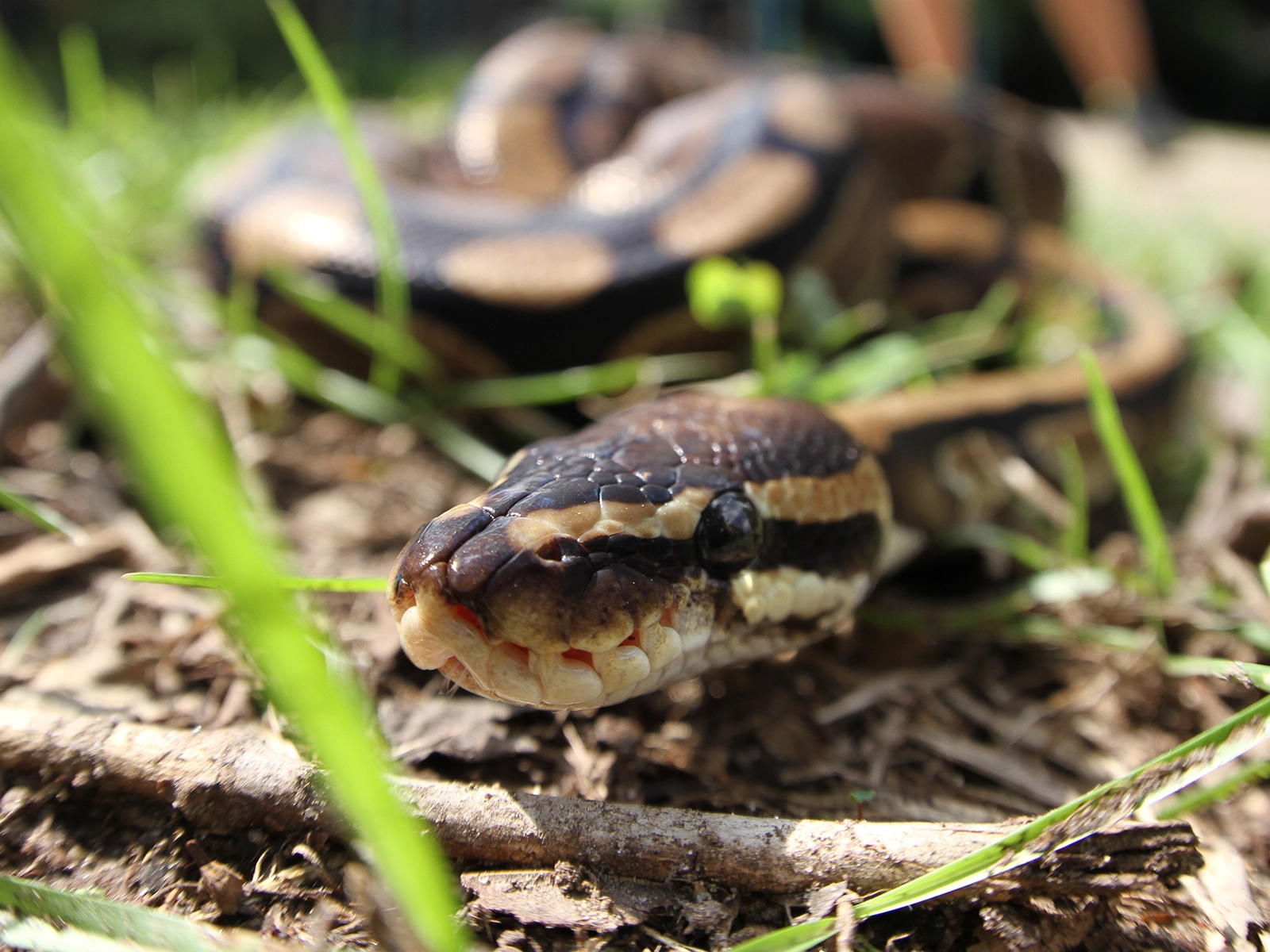 ball python on ground