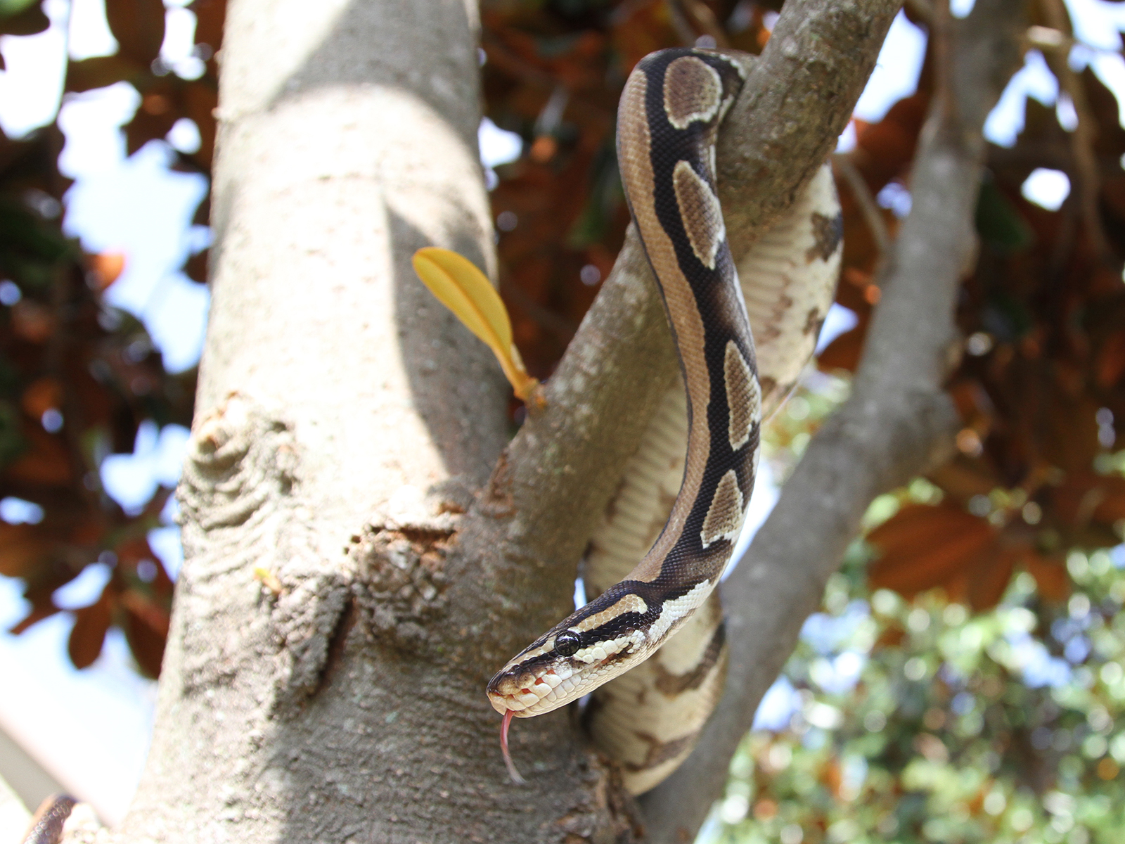 ball python in tree