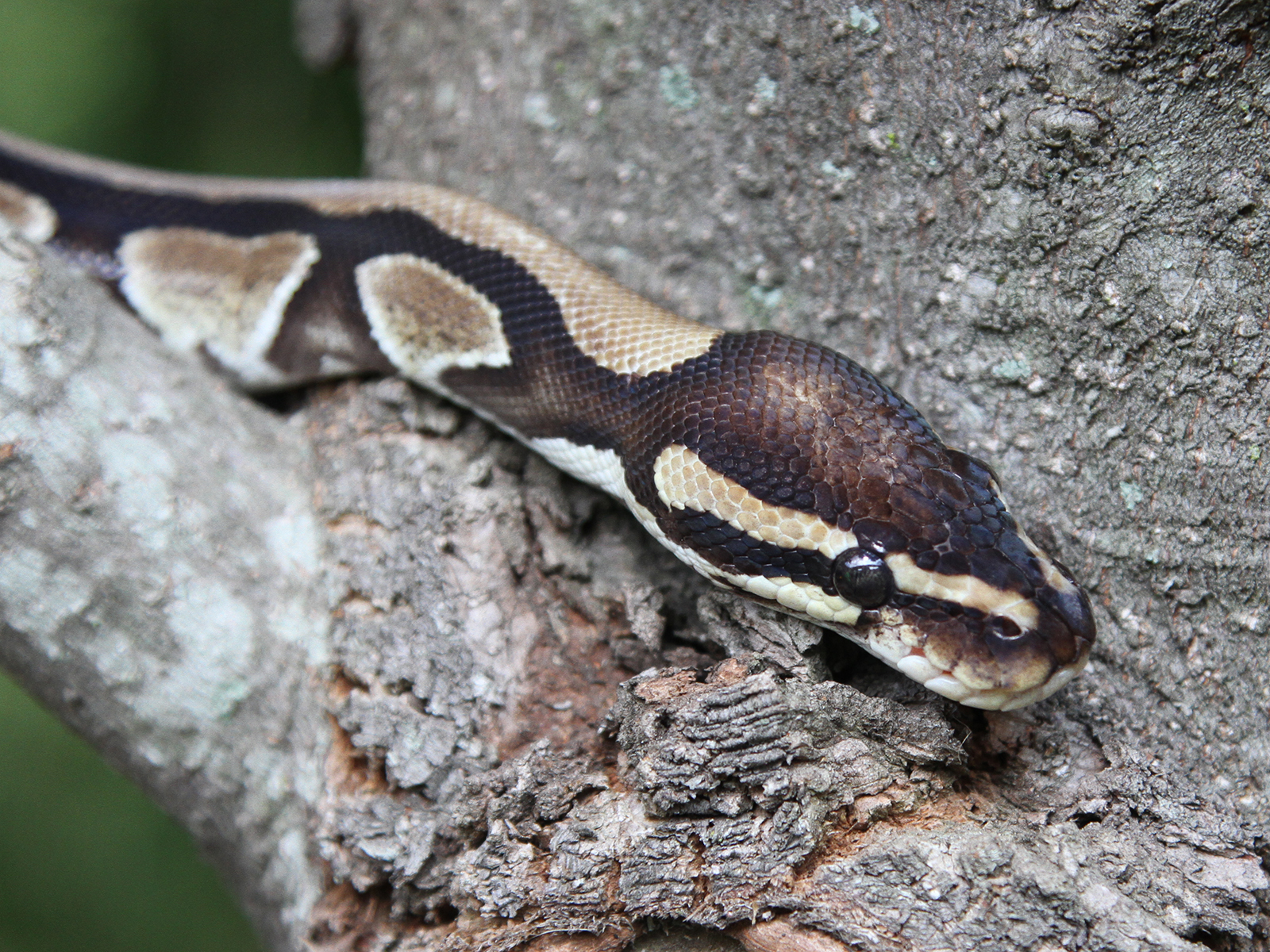 ball python