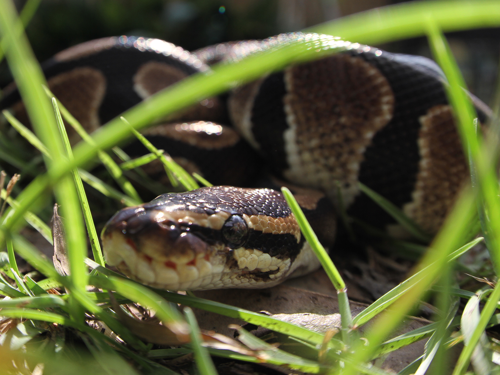 ball python