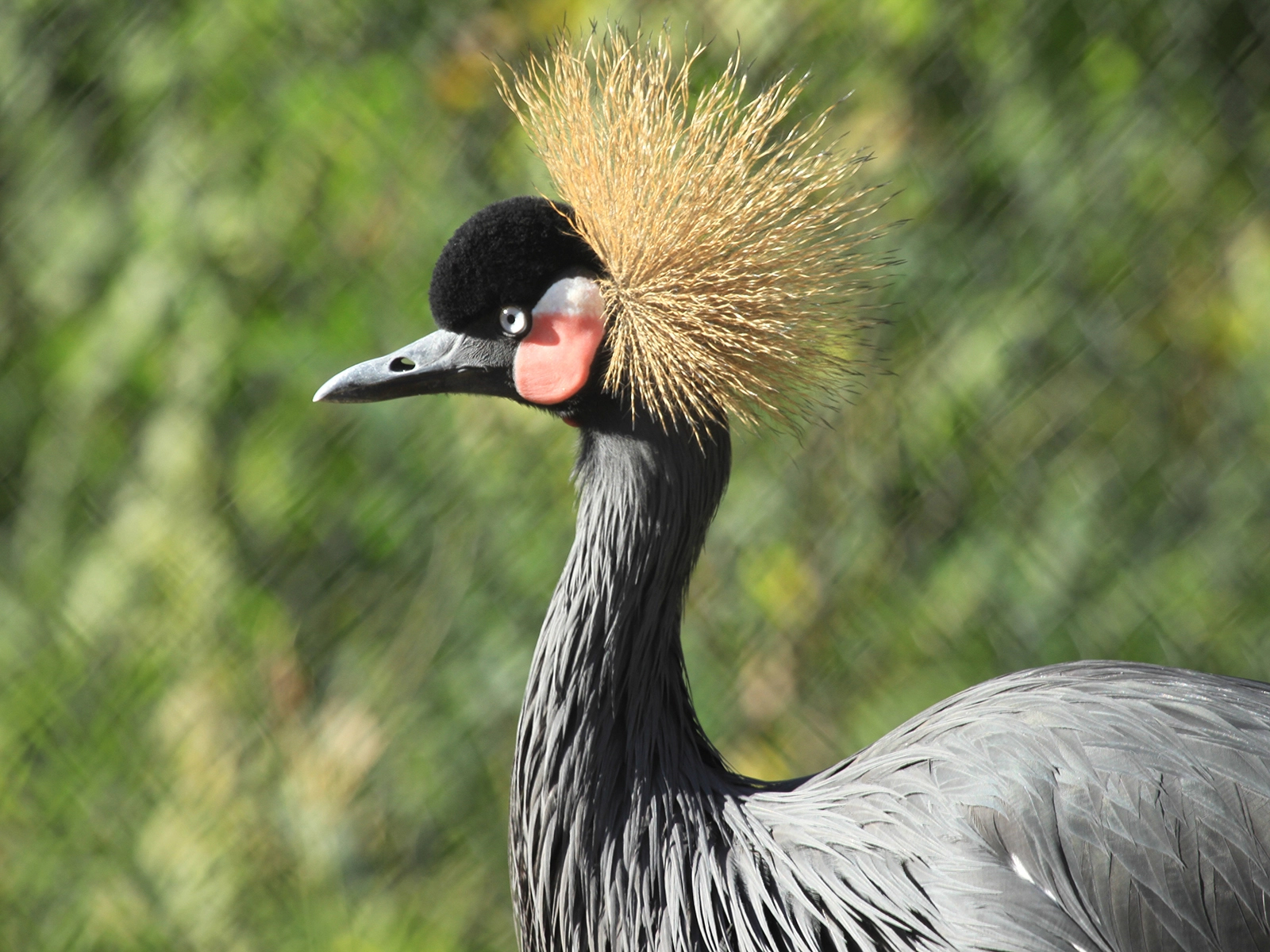 Black Crowned Crane