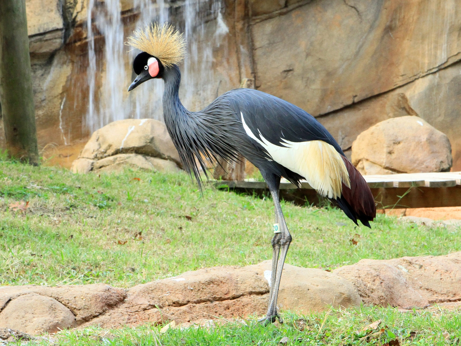 black crowned crane