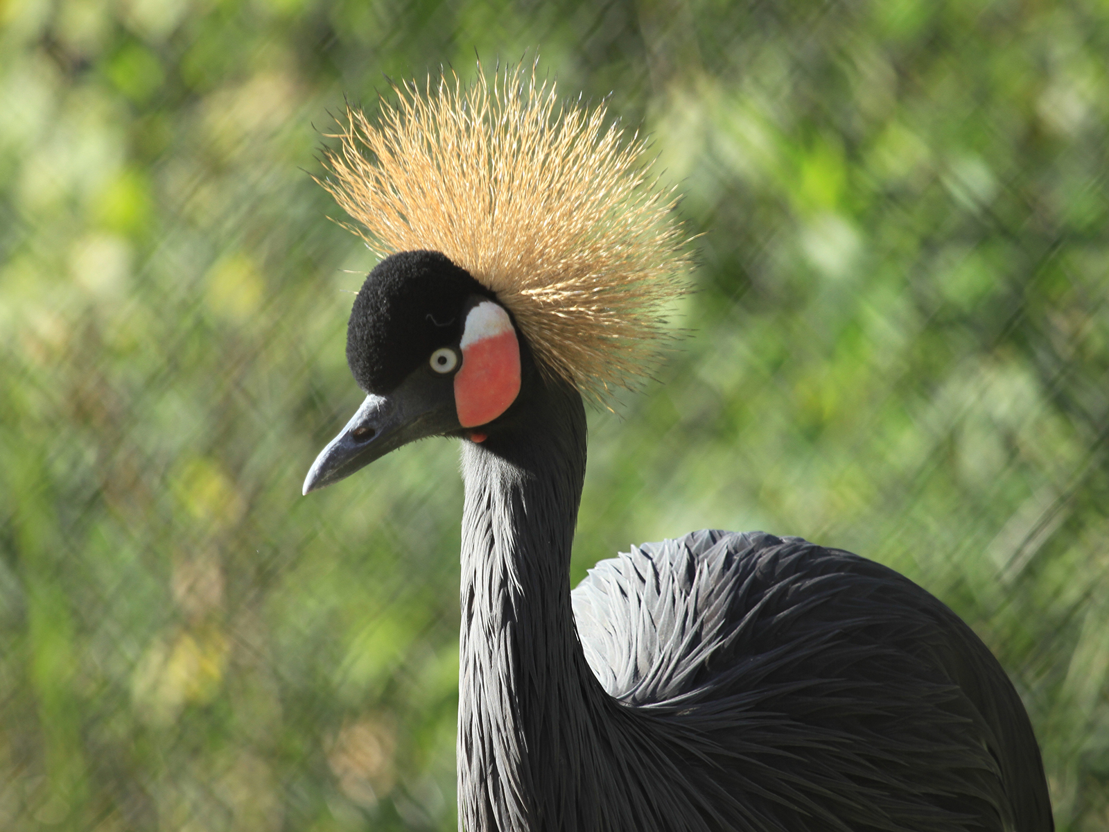 black crowned crane