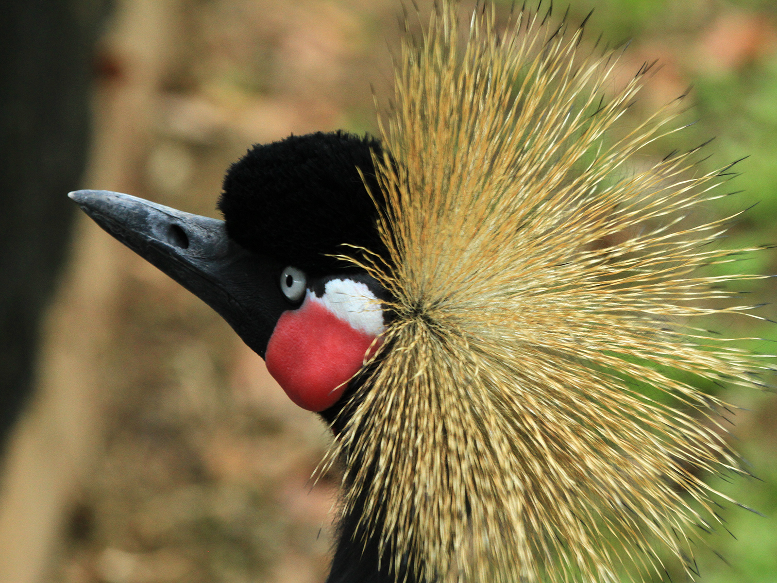 black crowned crane