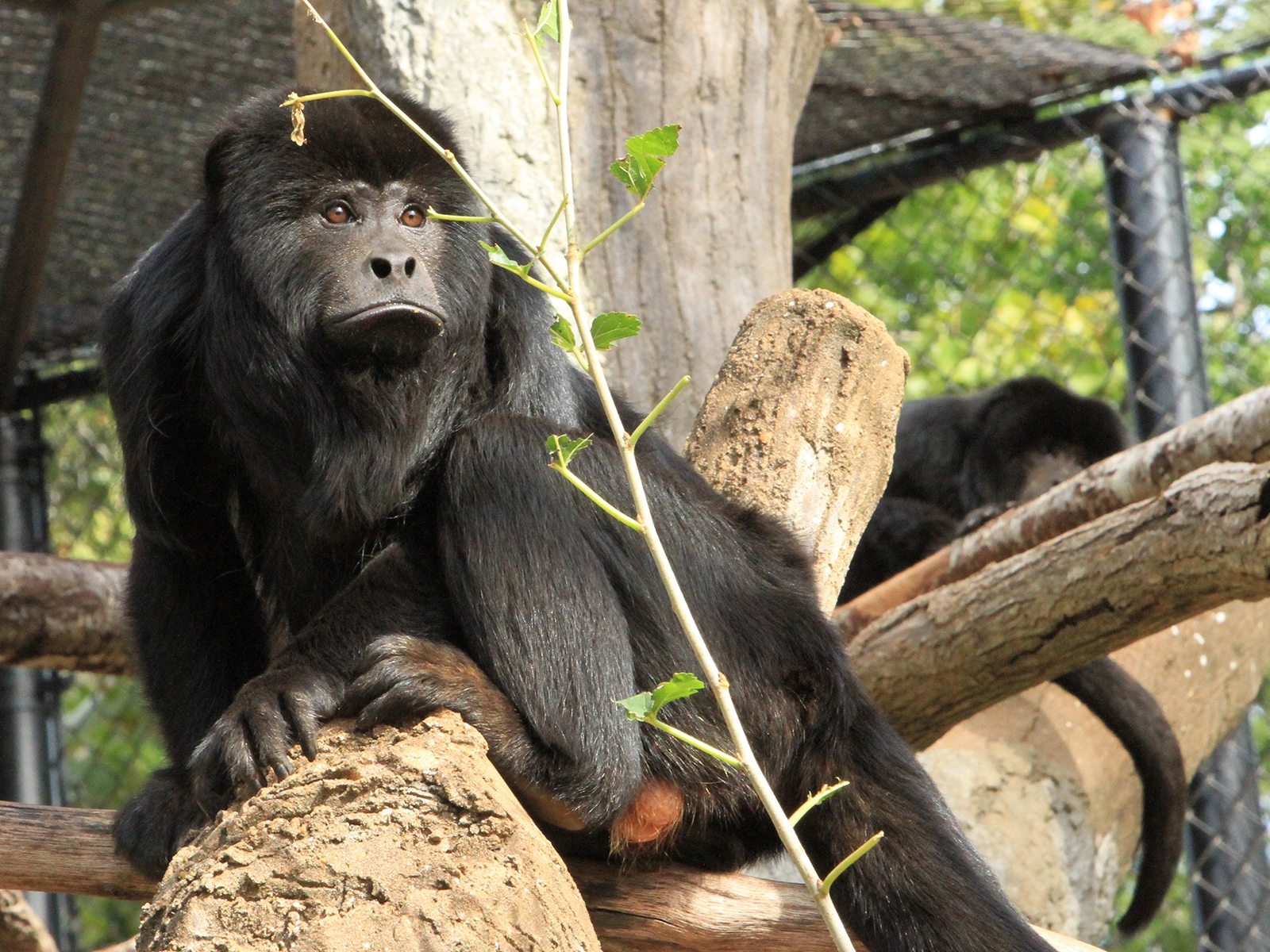 black howler monkey