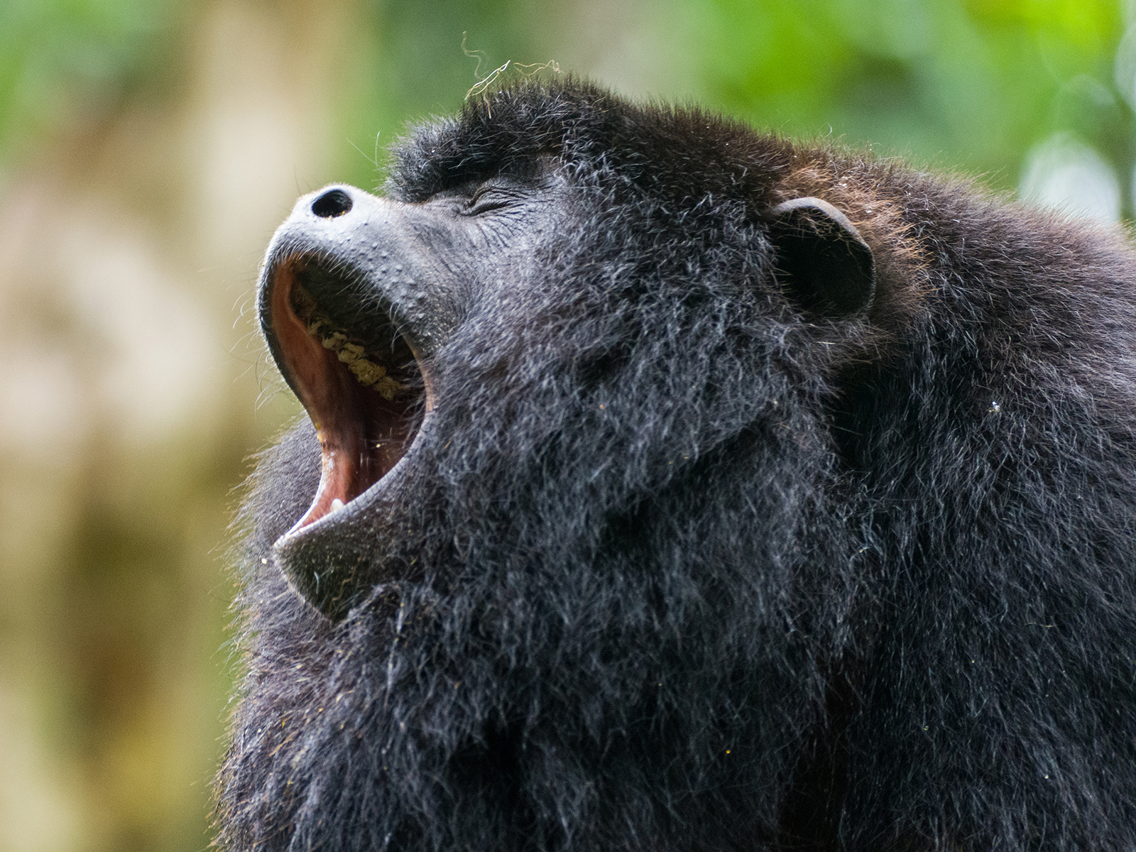 male black howler monkey vocalizing