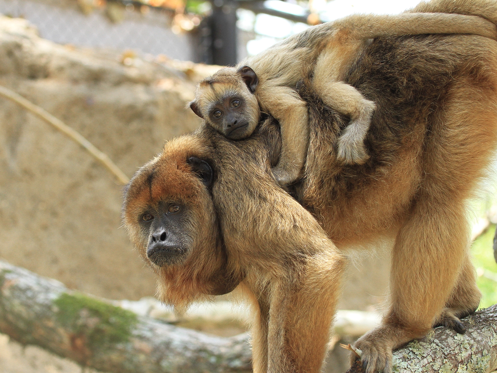 mom and baby black howler monkeys