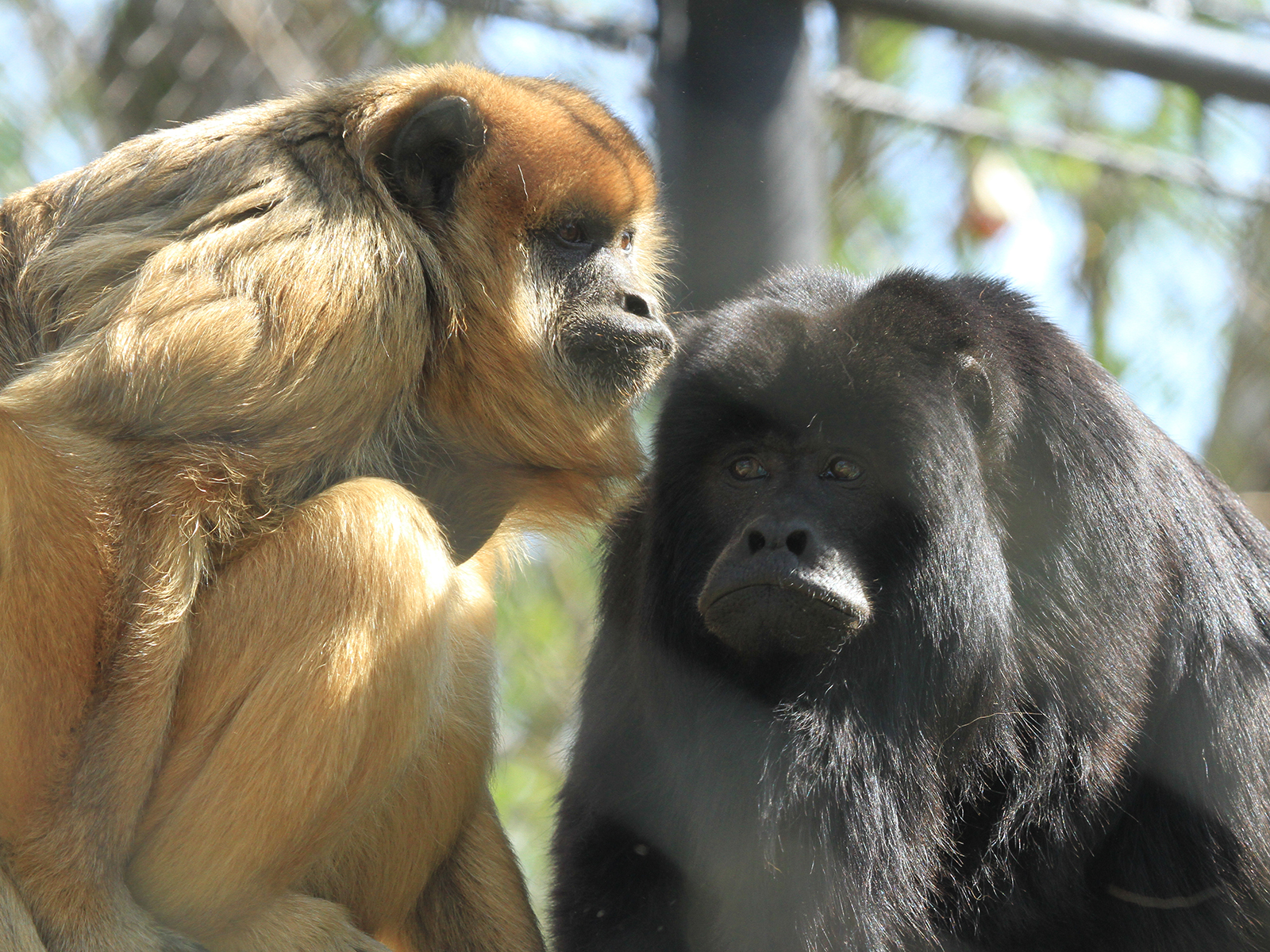 female and male howler monkeys
