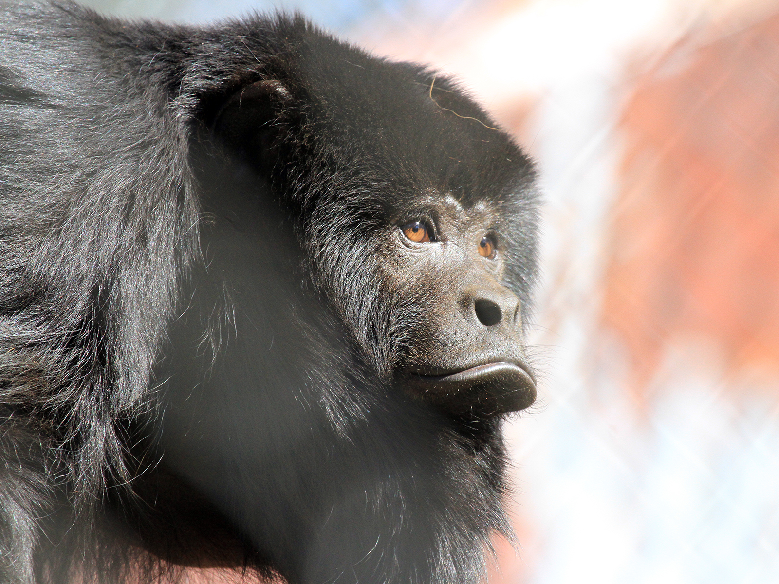 male black howler monkey close up