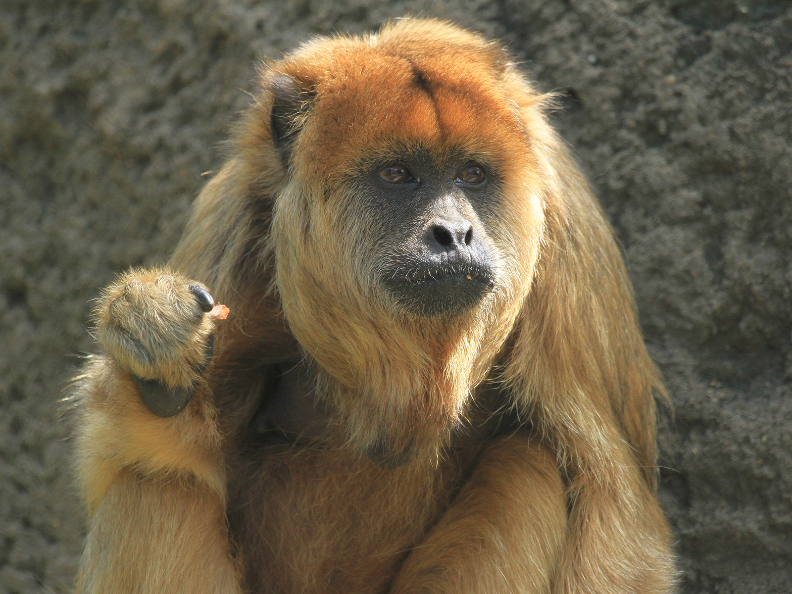 female black howler monkey eating