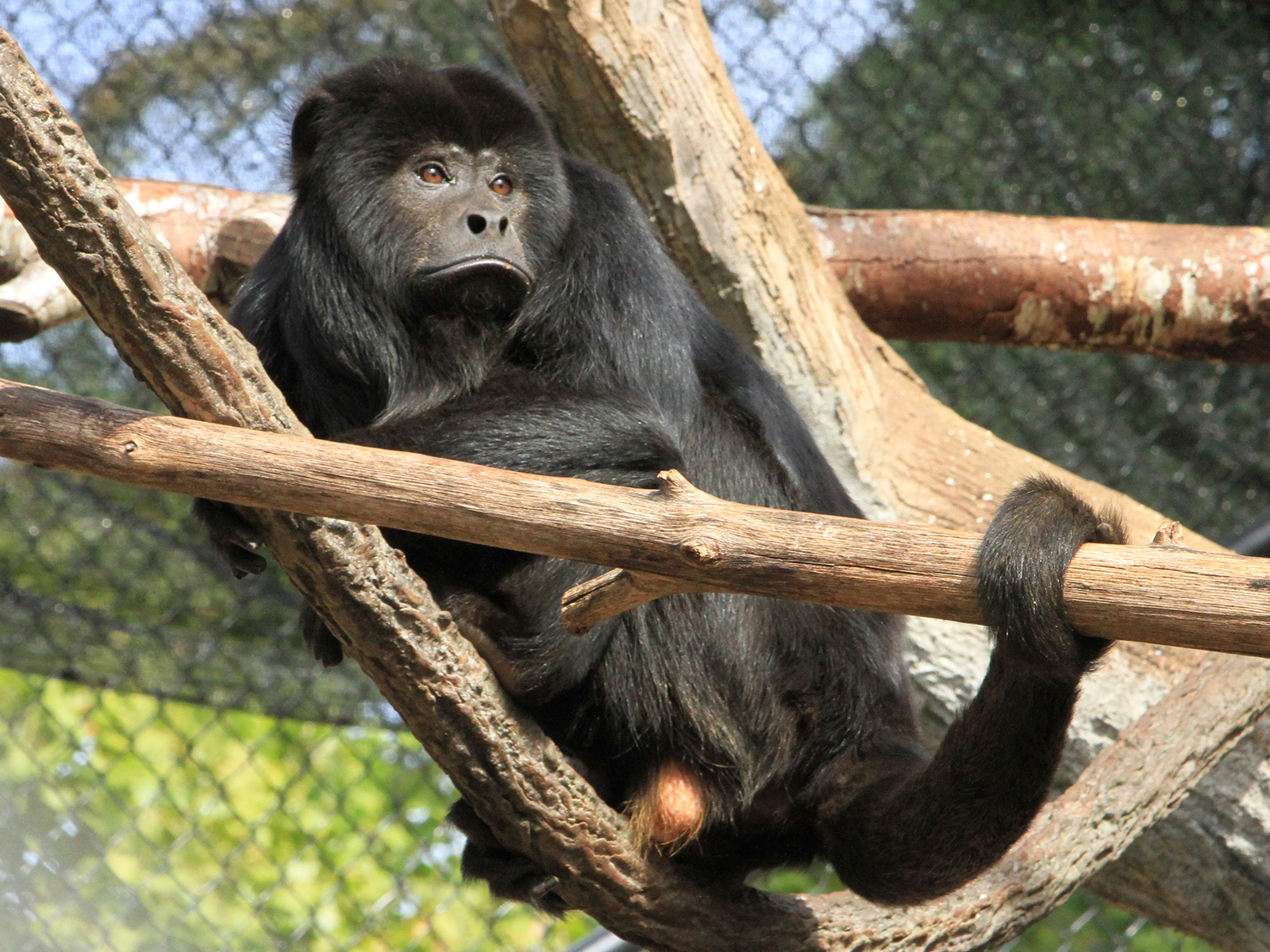 Cody the Black Howler Monkey