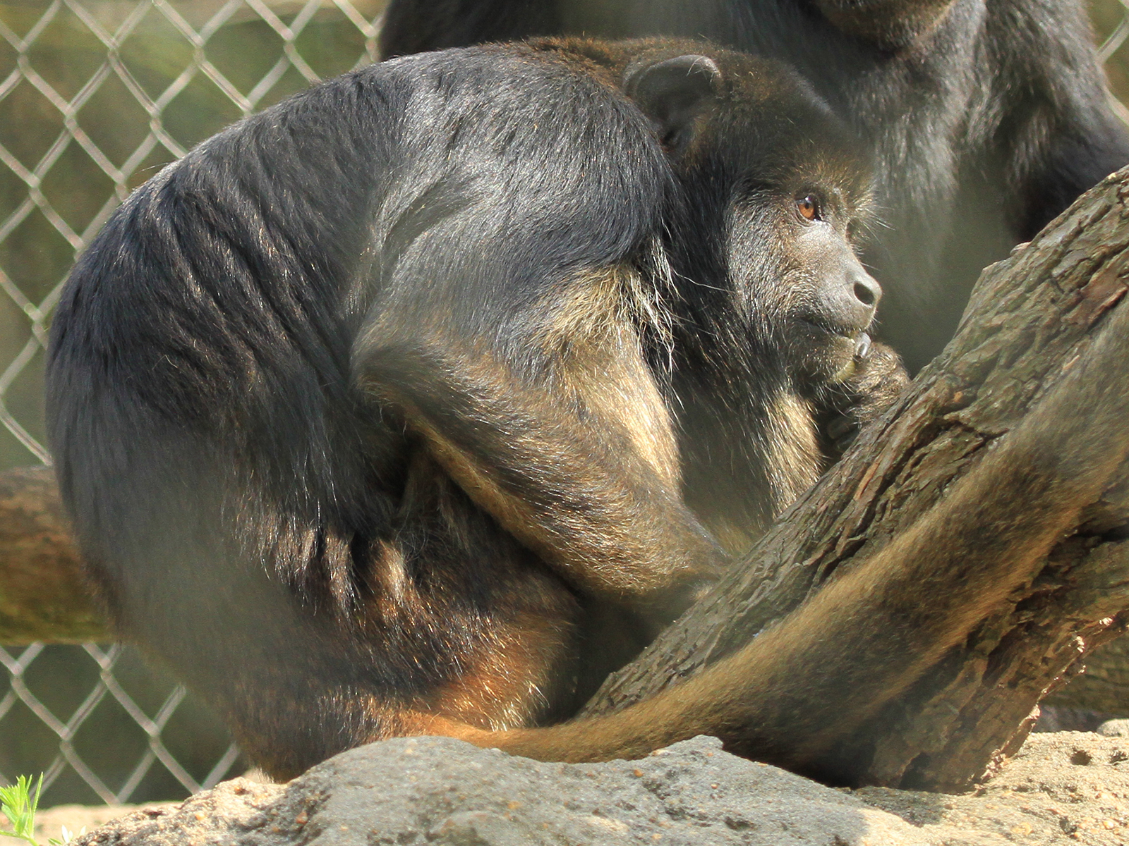 Howie the Black Howler Monkey