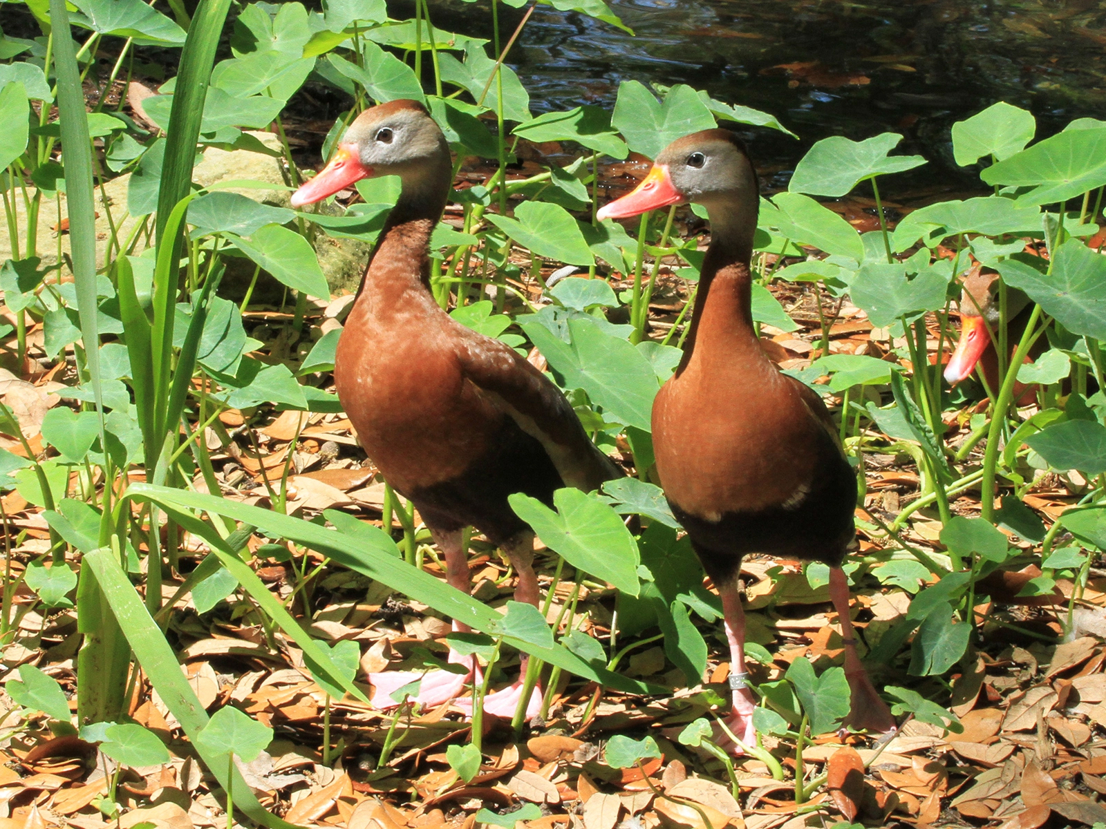 Black-bellied Whistling Duck