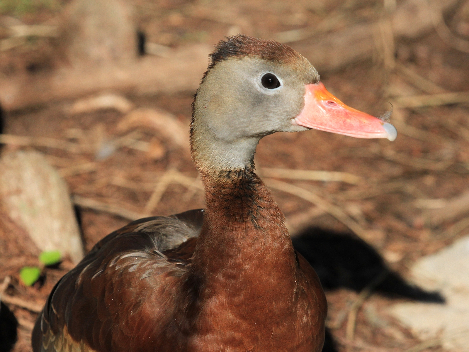 black-bellied whistling duck