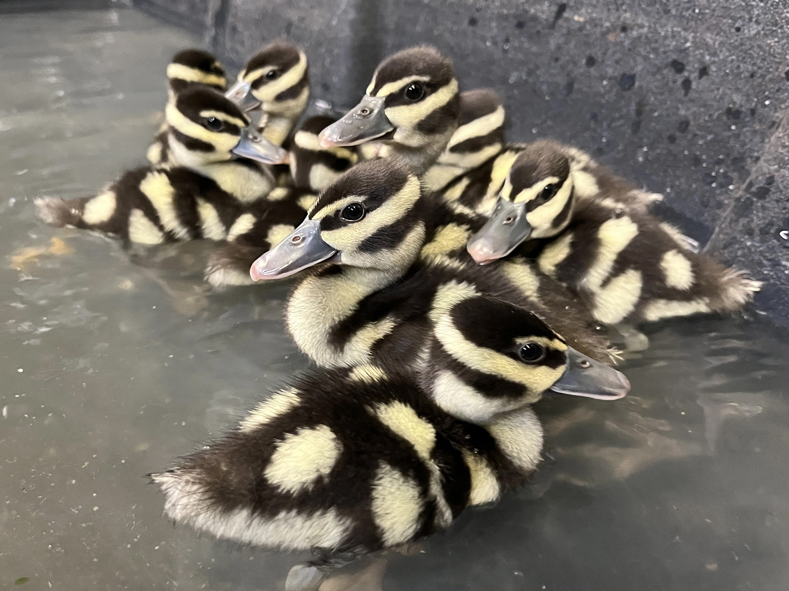 black-bellied whistling ducklings