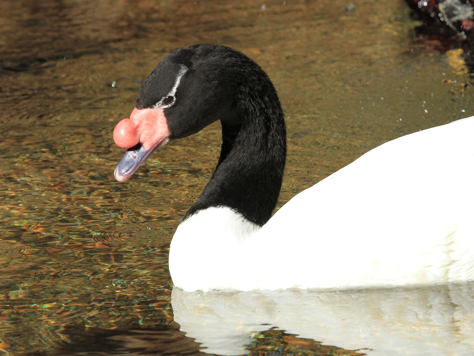 Black-necked Swan