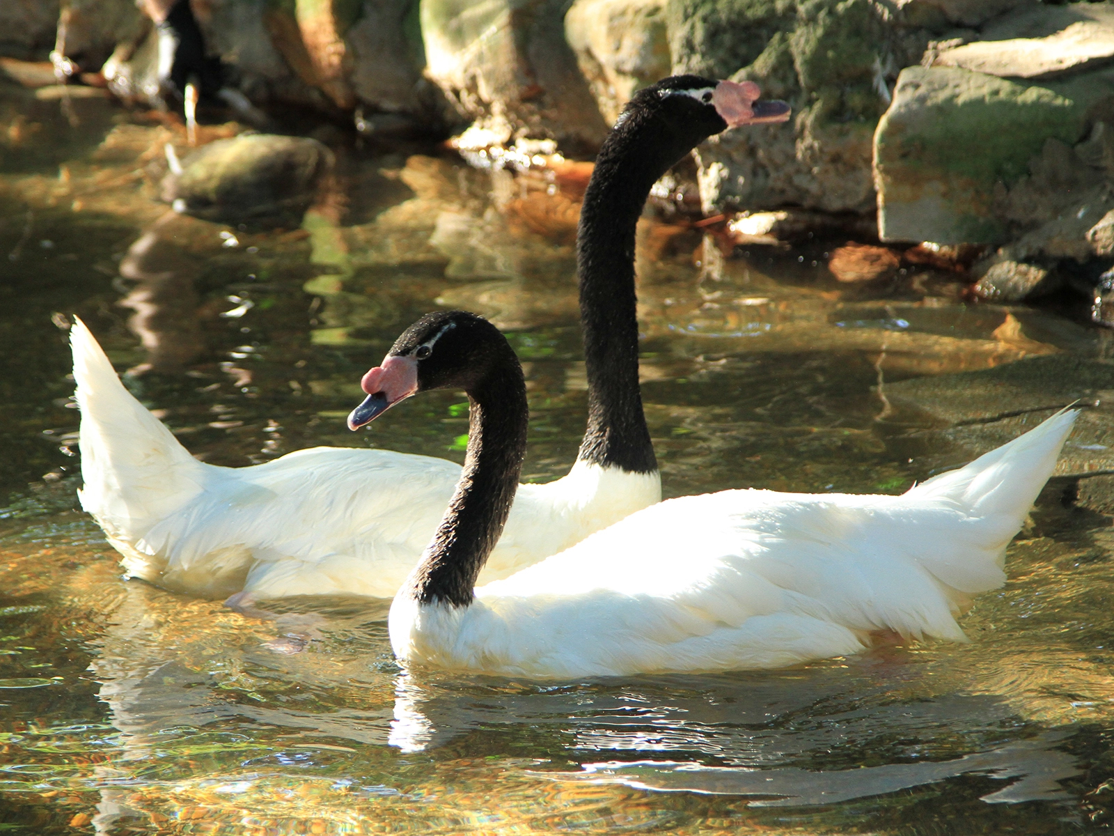black-necked swan in water
