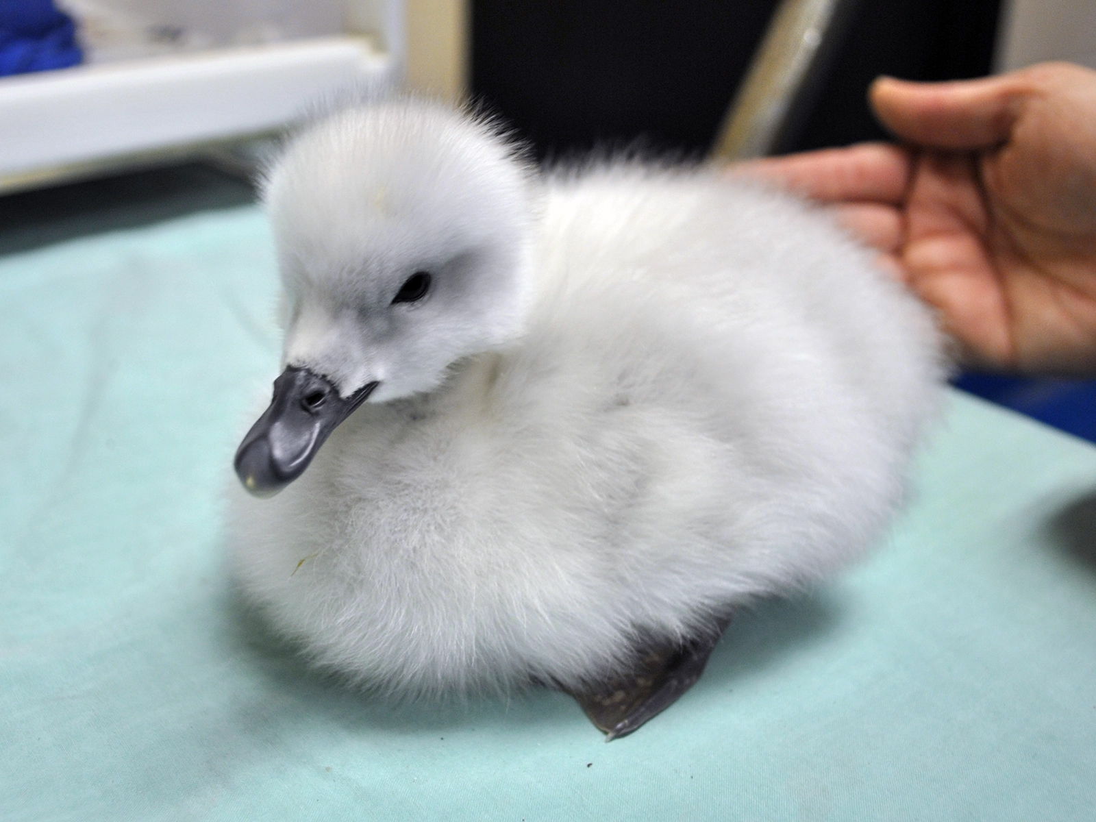 black-necked swan cygnet