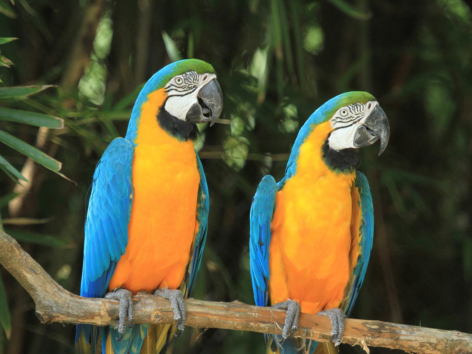 Blue and Gold Macaw