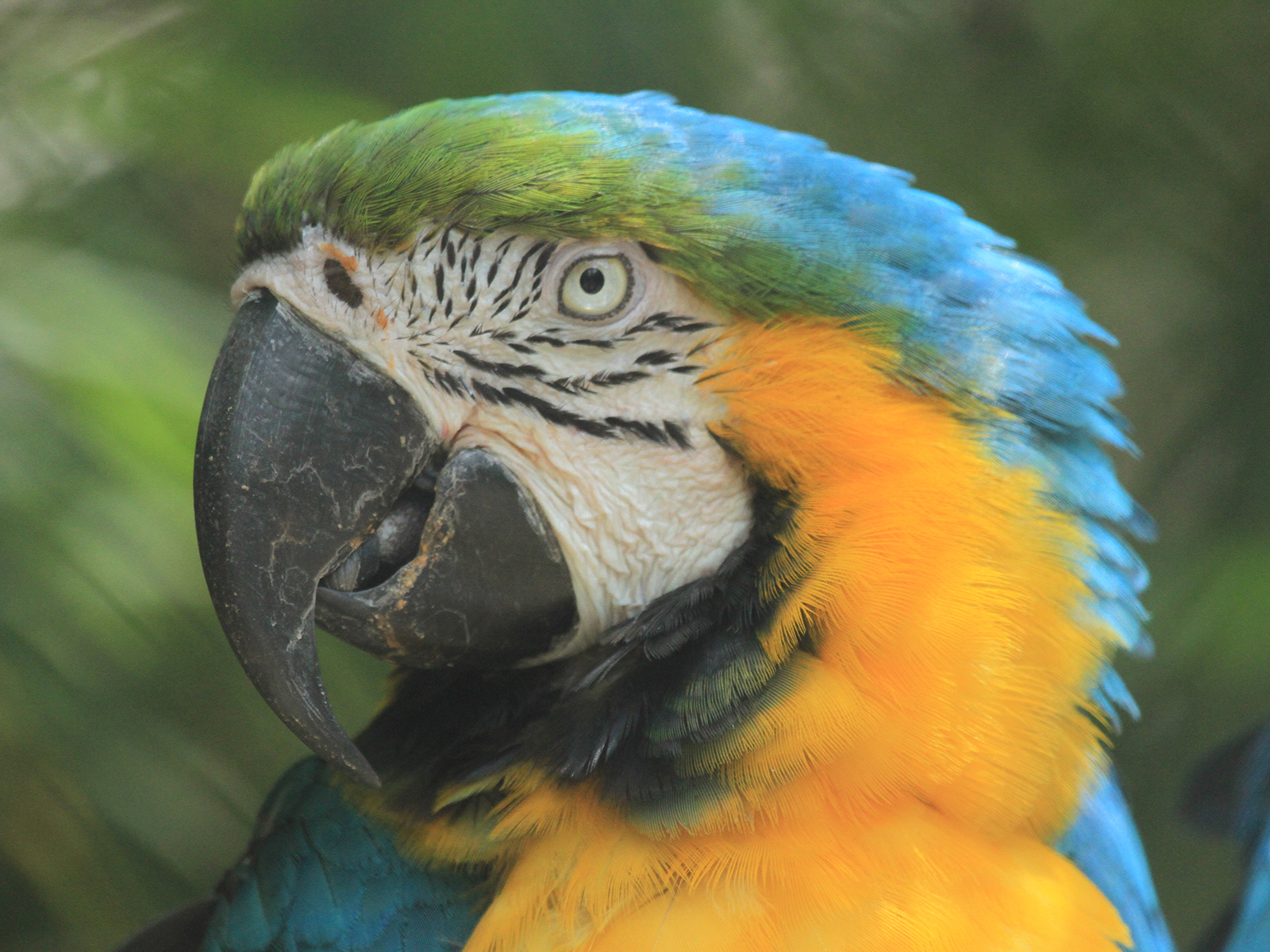 blue and gold macaw