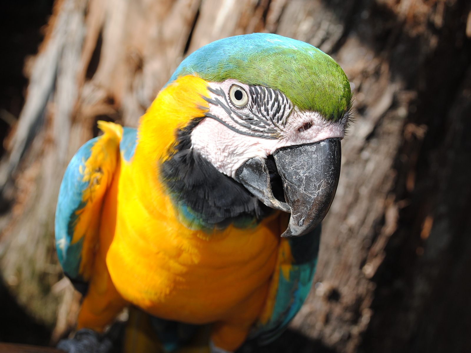 blue and gold macaw