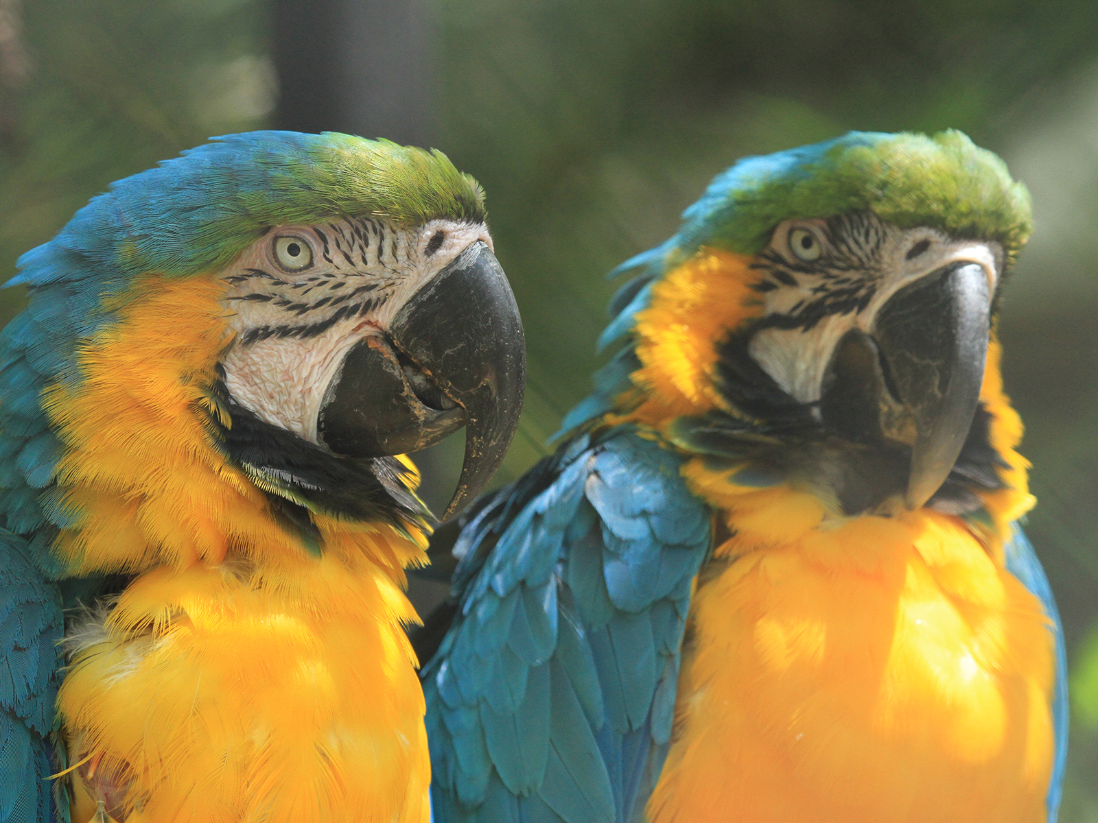 blue and gold macaw