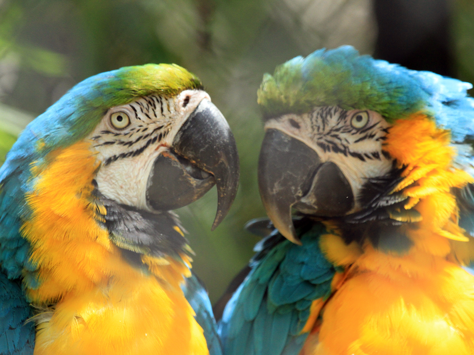 blue and gold macaws