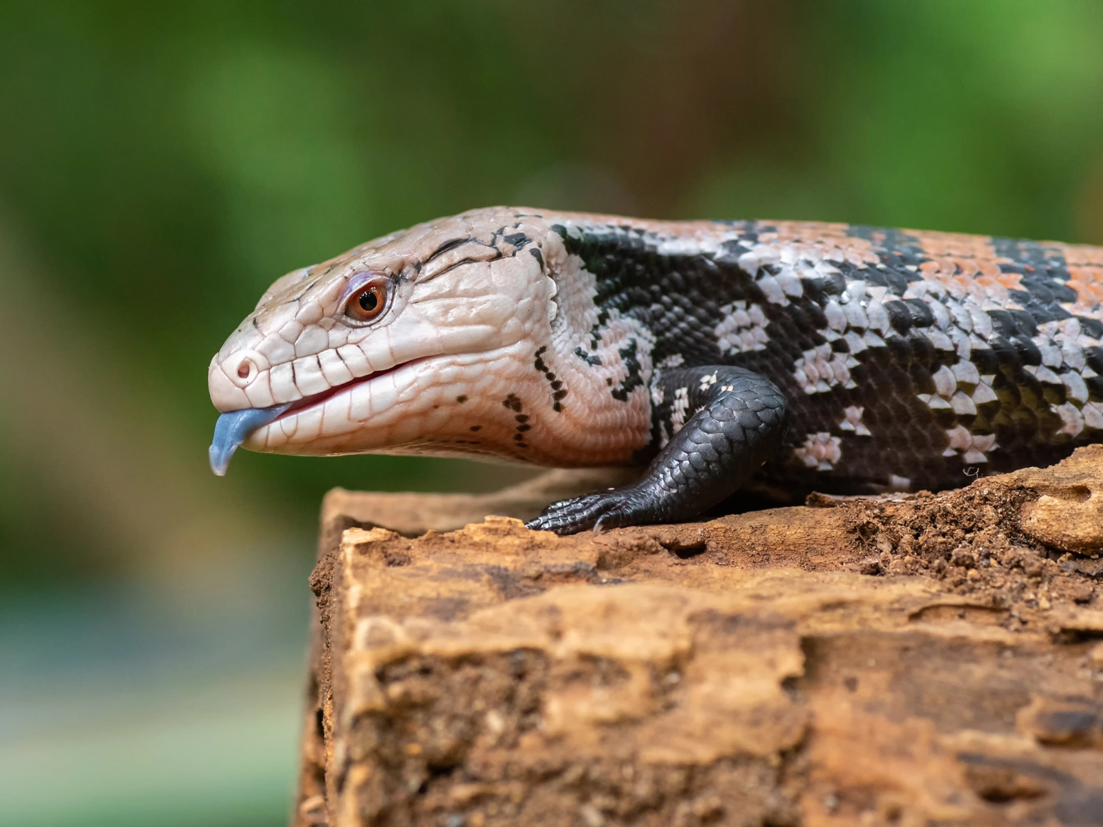 Blue-tongued Skink