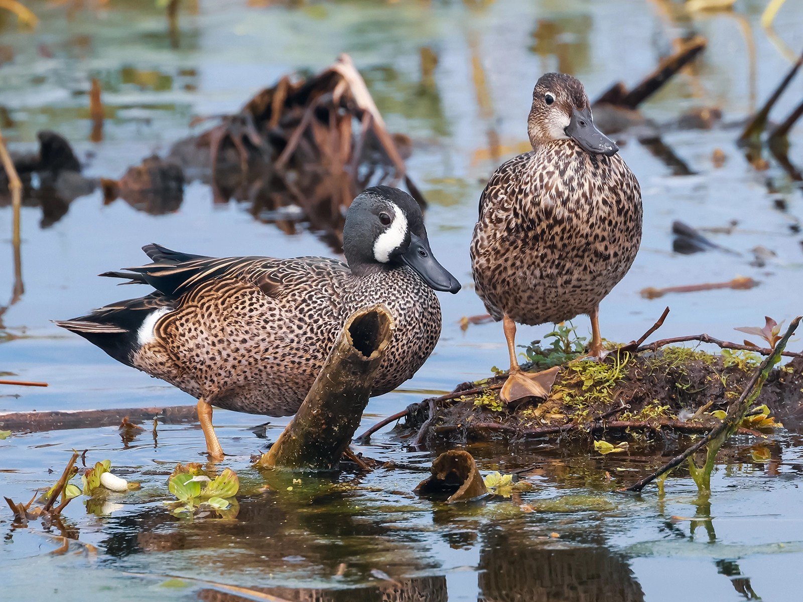 Blue-winged Teal