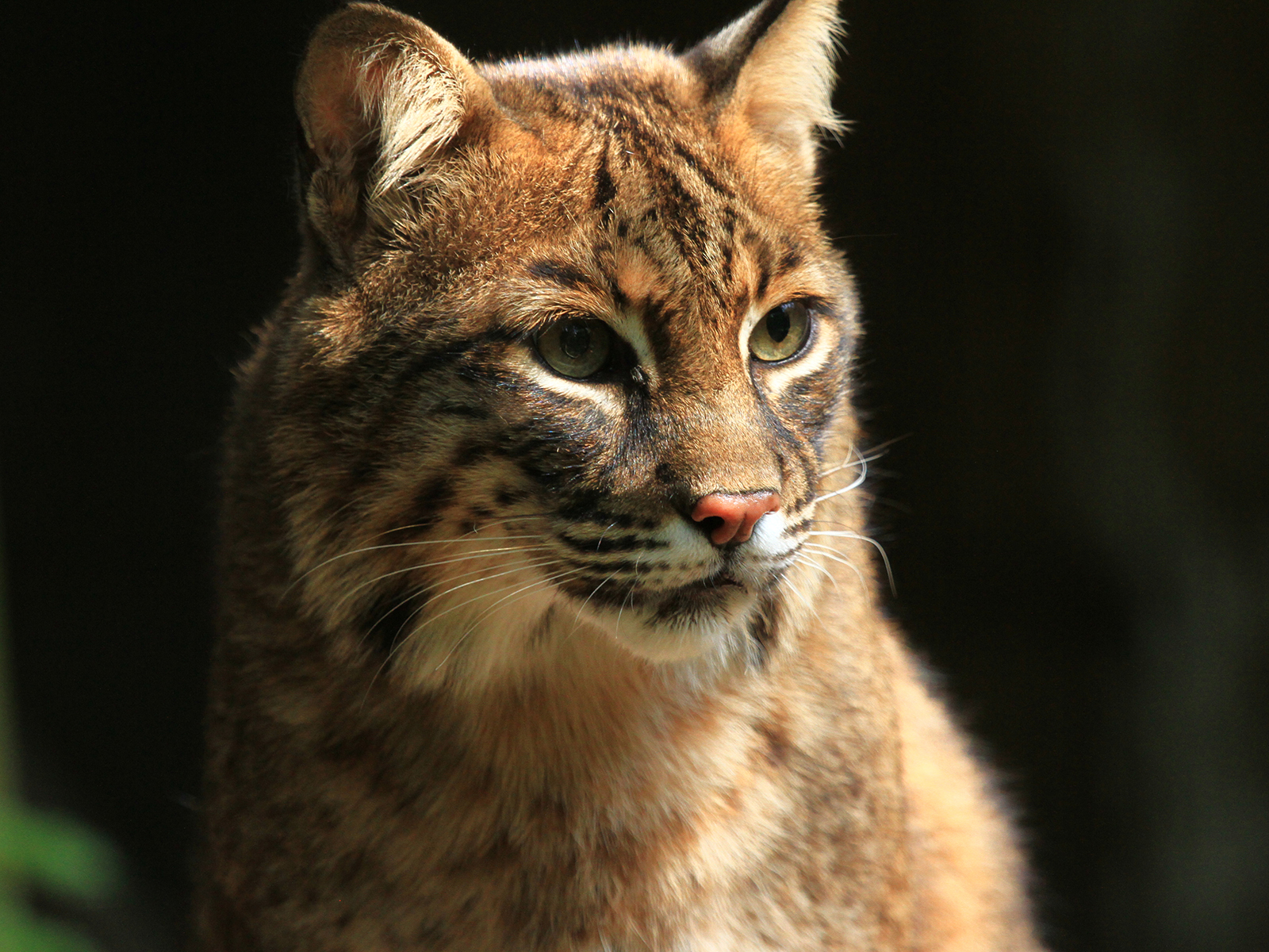 bobcat