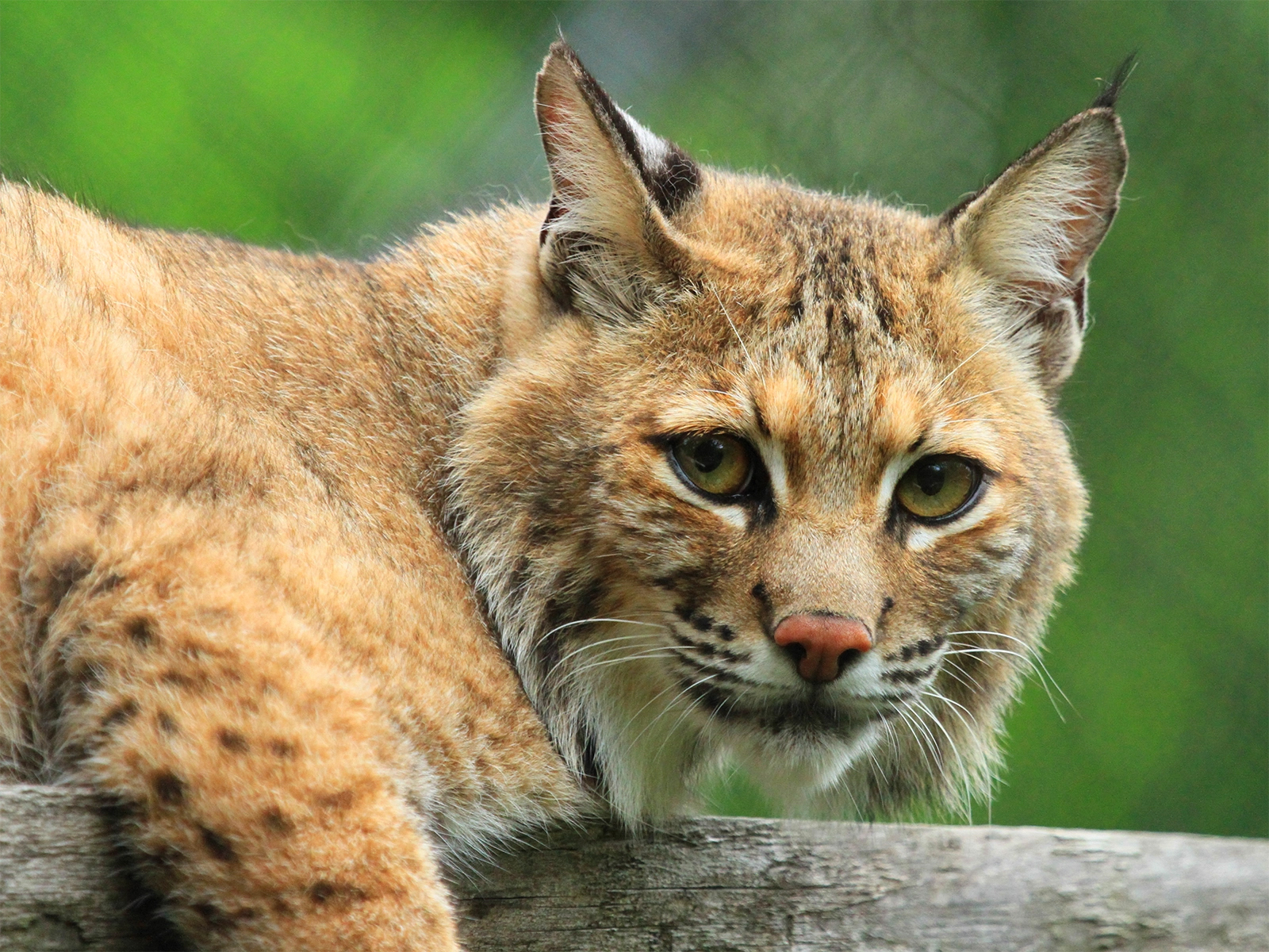 bobcat laying on log