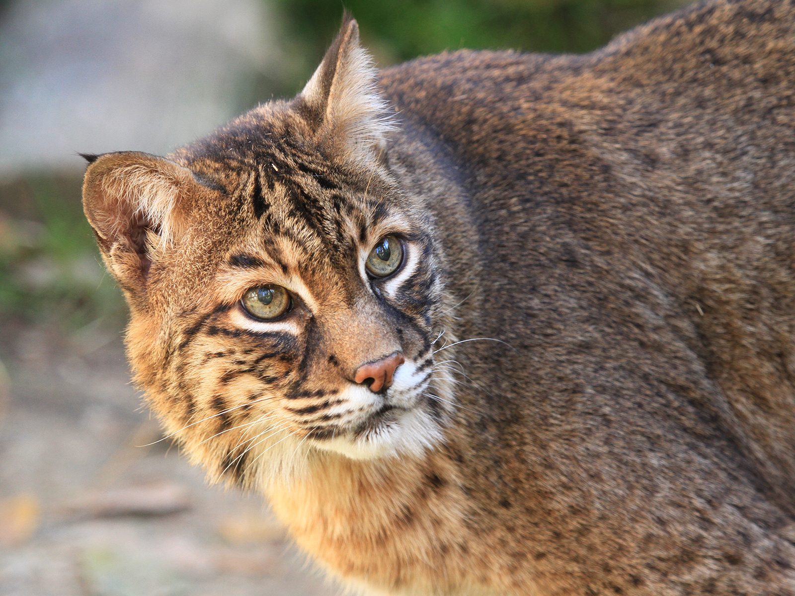 bobcat looking up