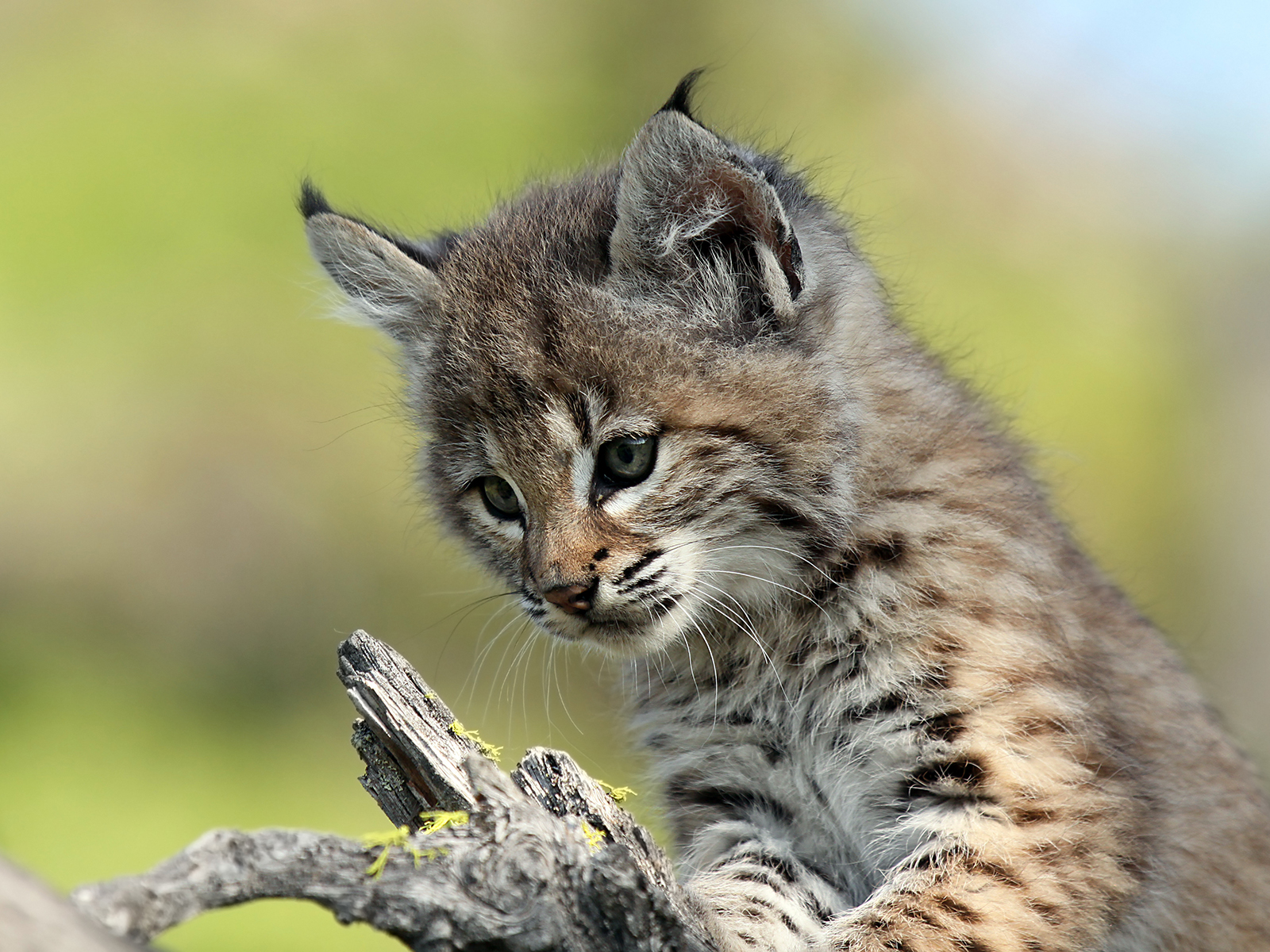 bobcat kitten