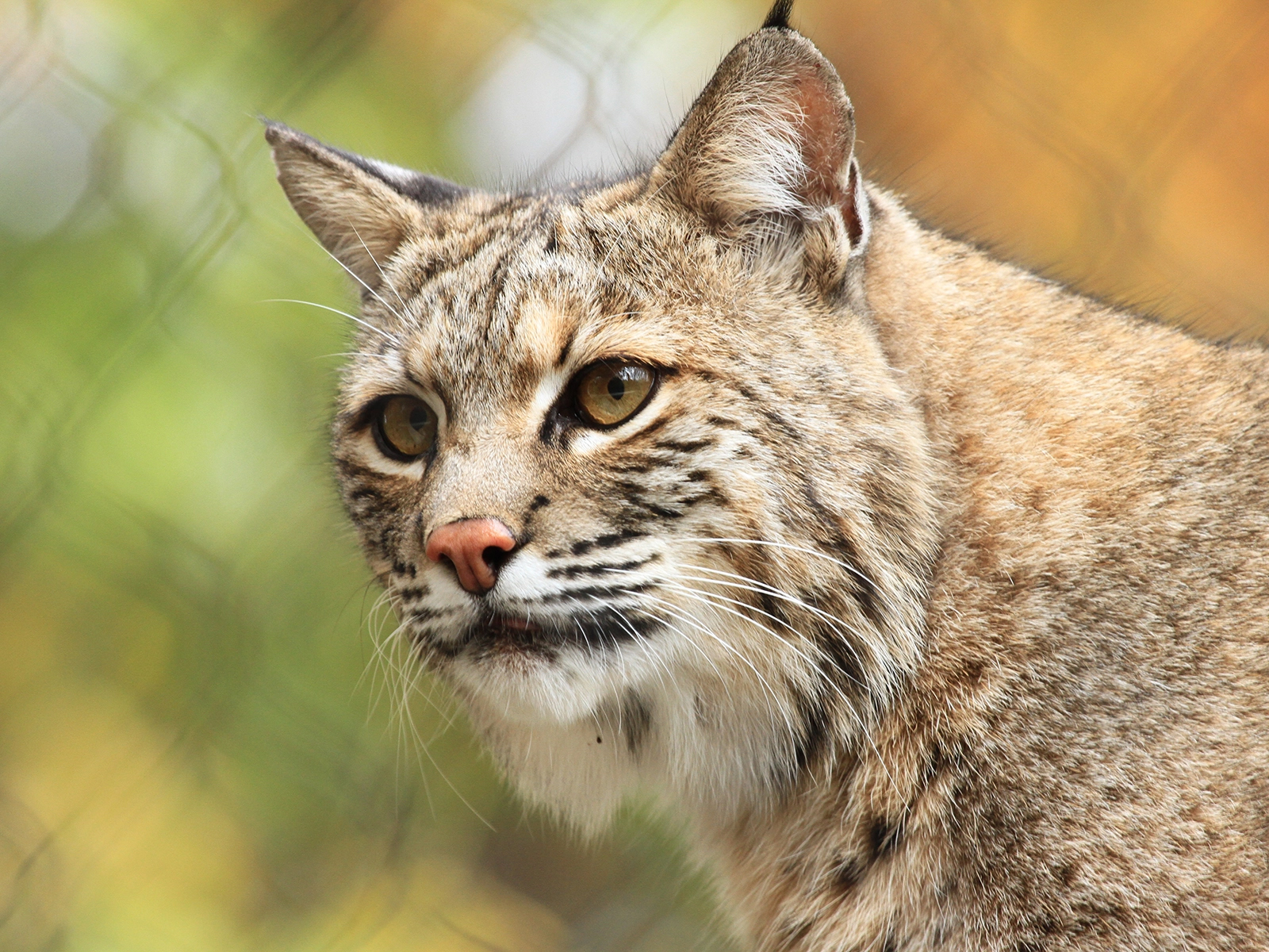 bobcat closeup