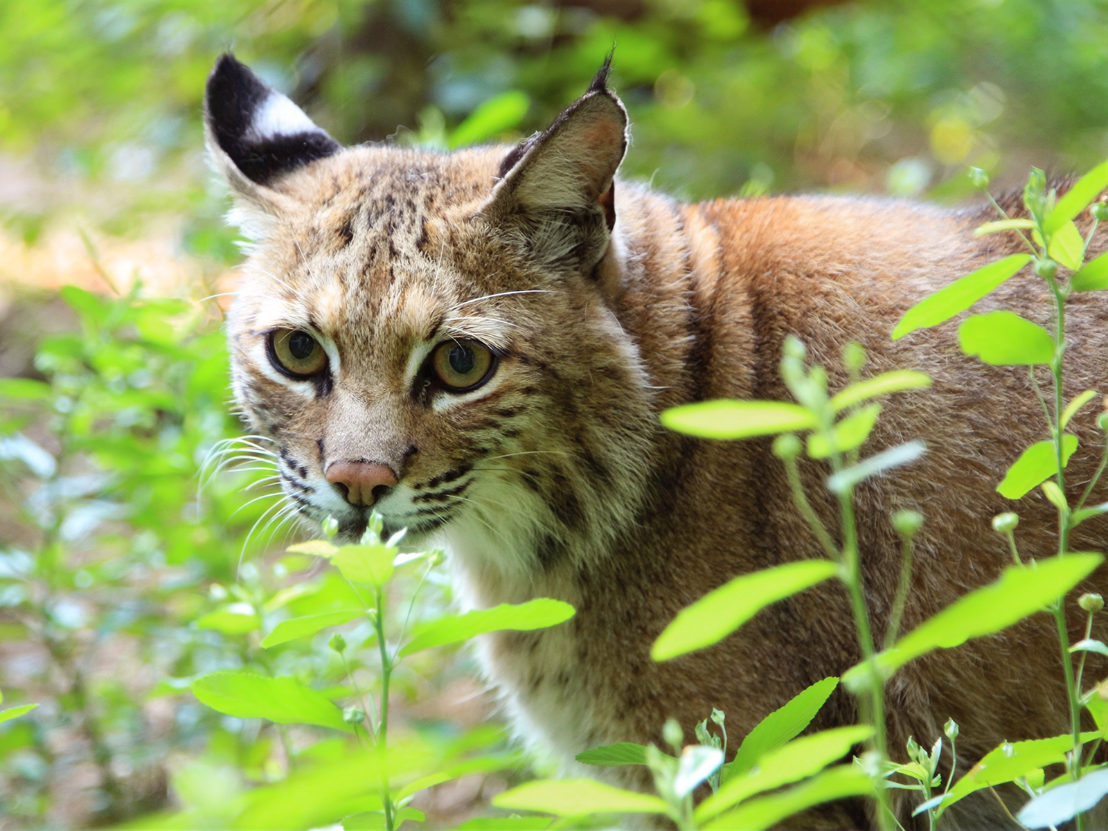 Millie the bobcat
