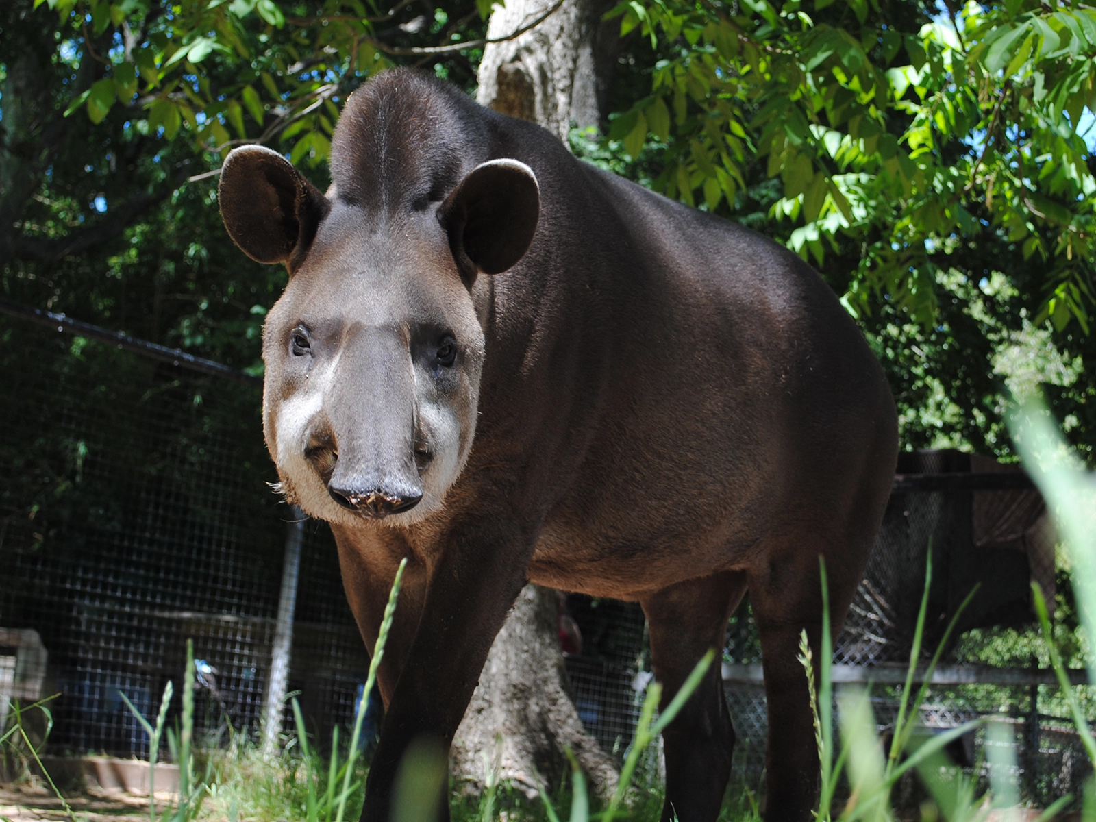 Brazilian tapir