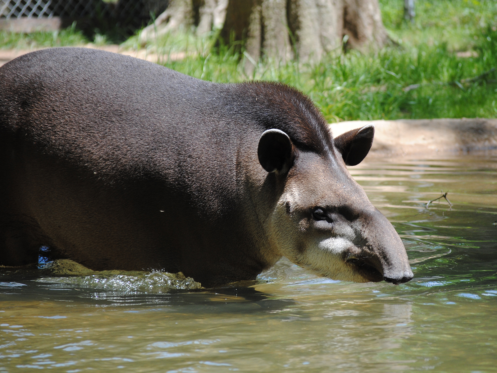 Brazilian tapir walking through water